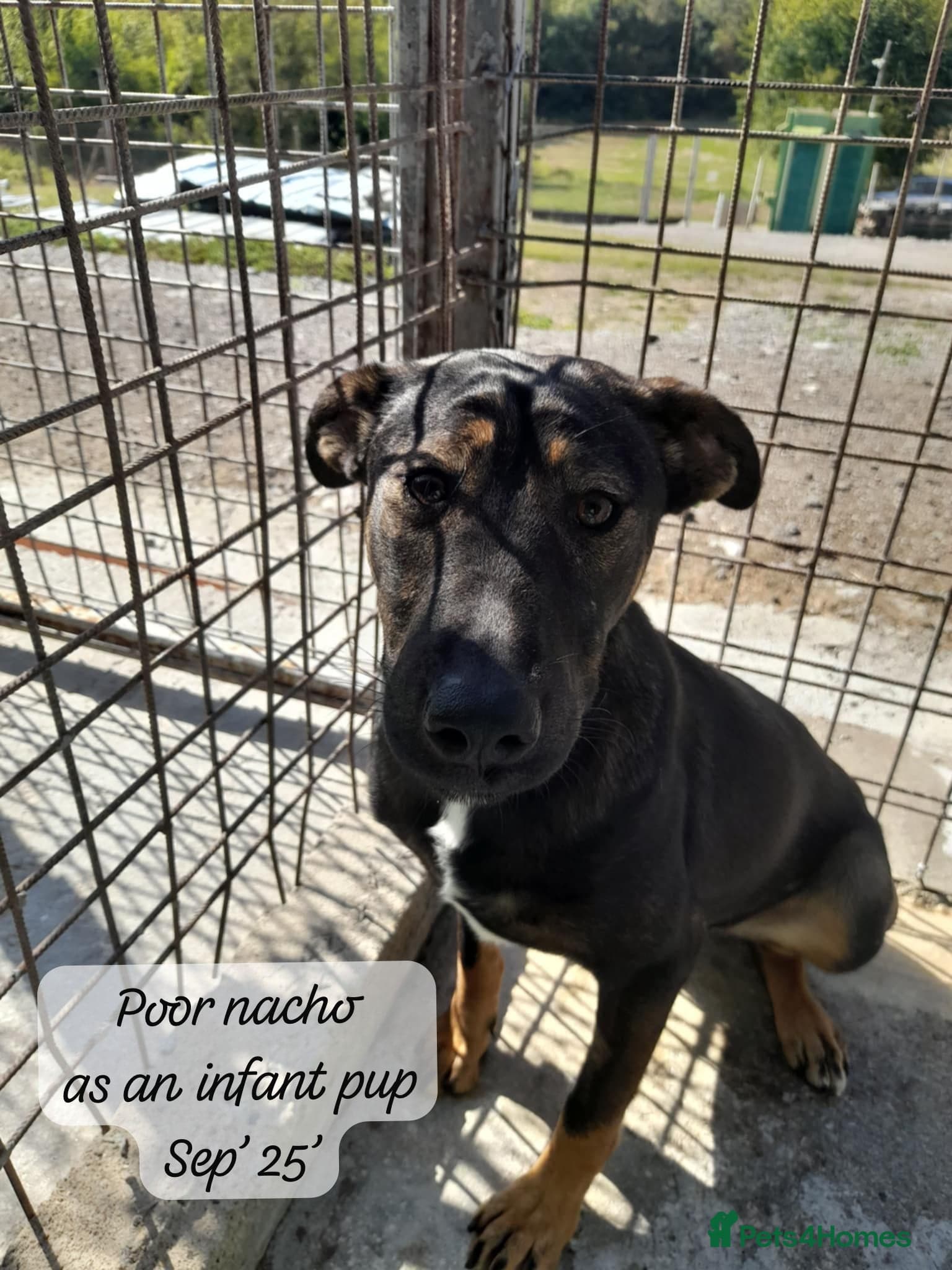 Nacho, 10-12 months old. photo 4