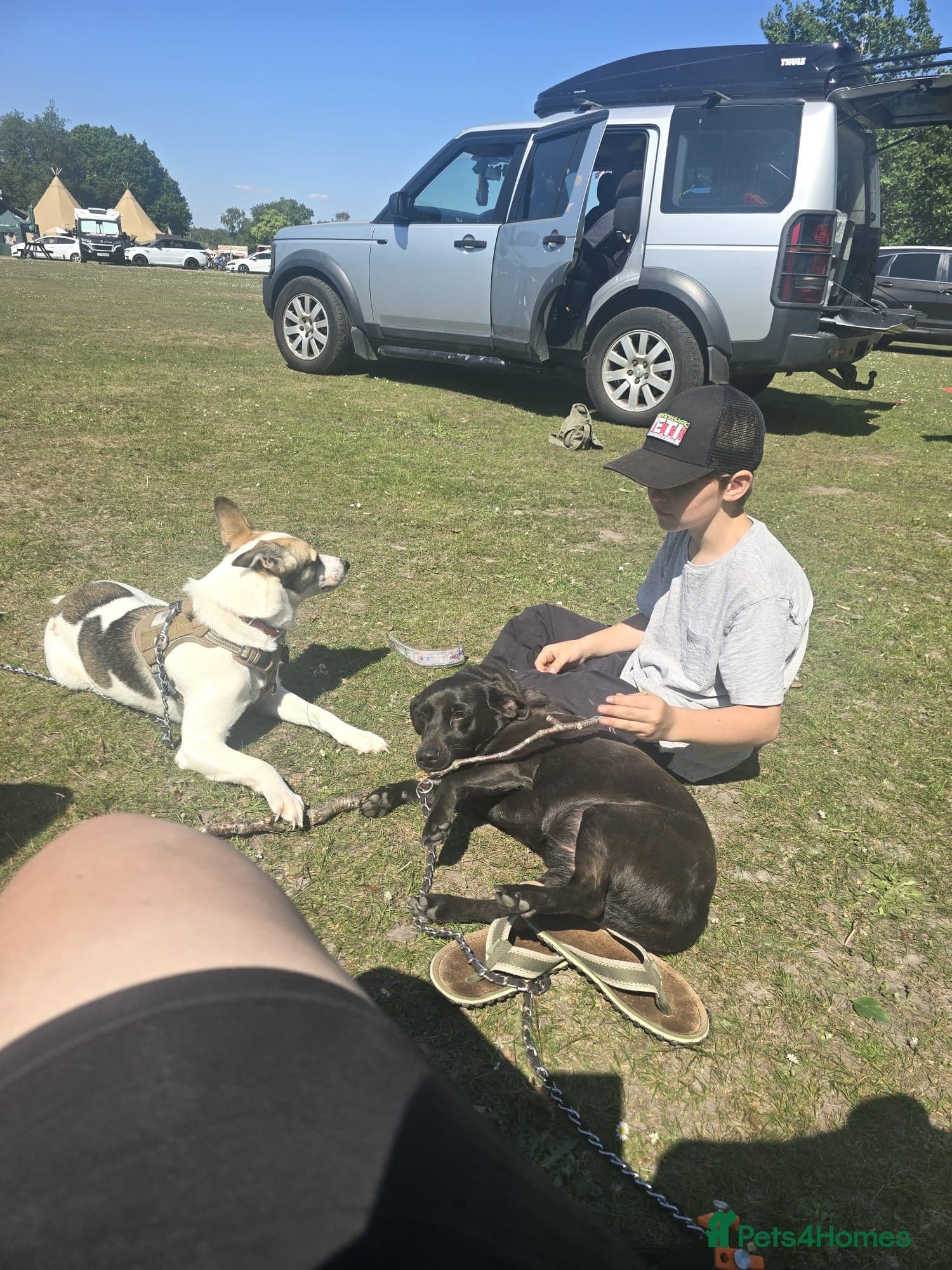 ️🐶 bela photo 10