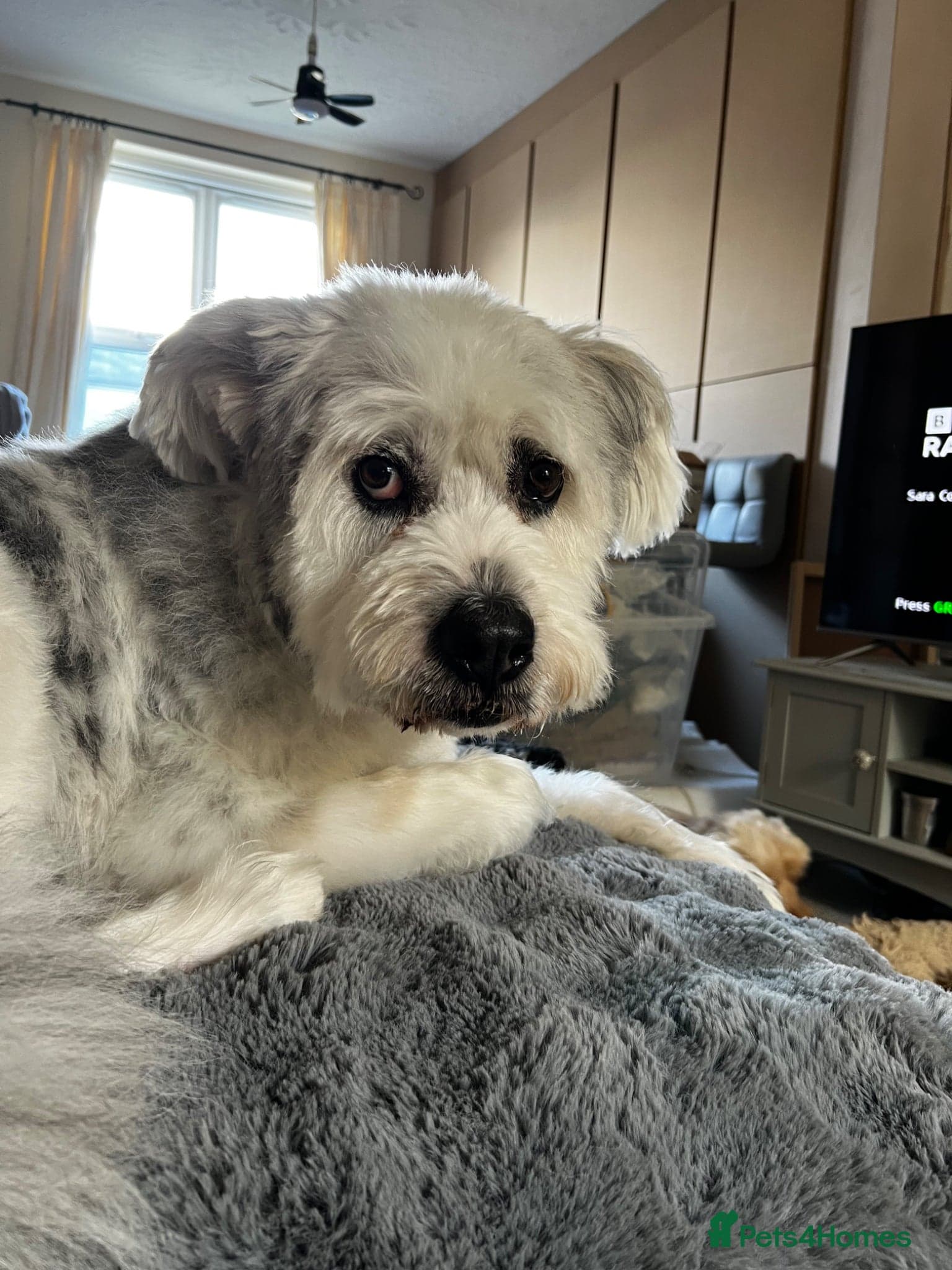 Teddy — Mixed Breed