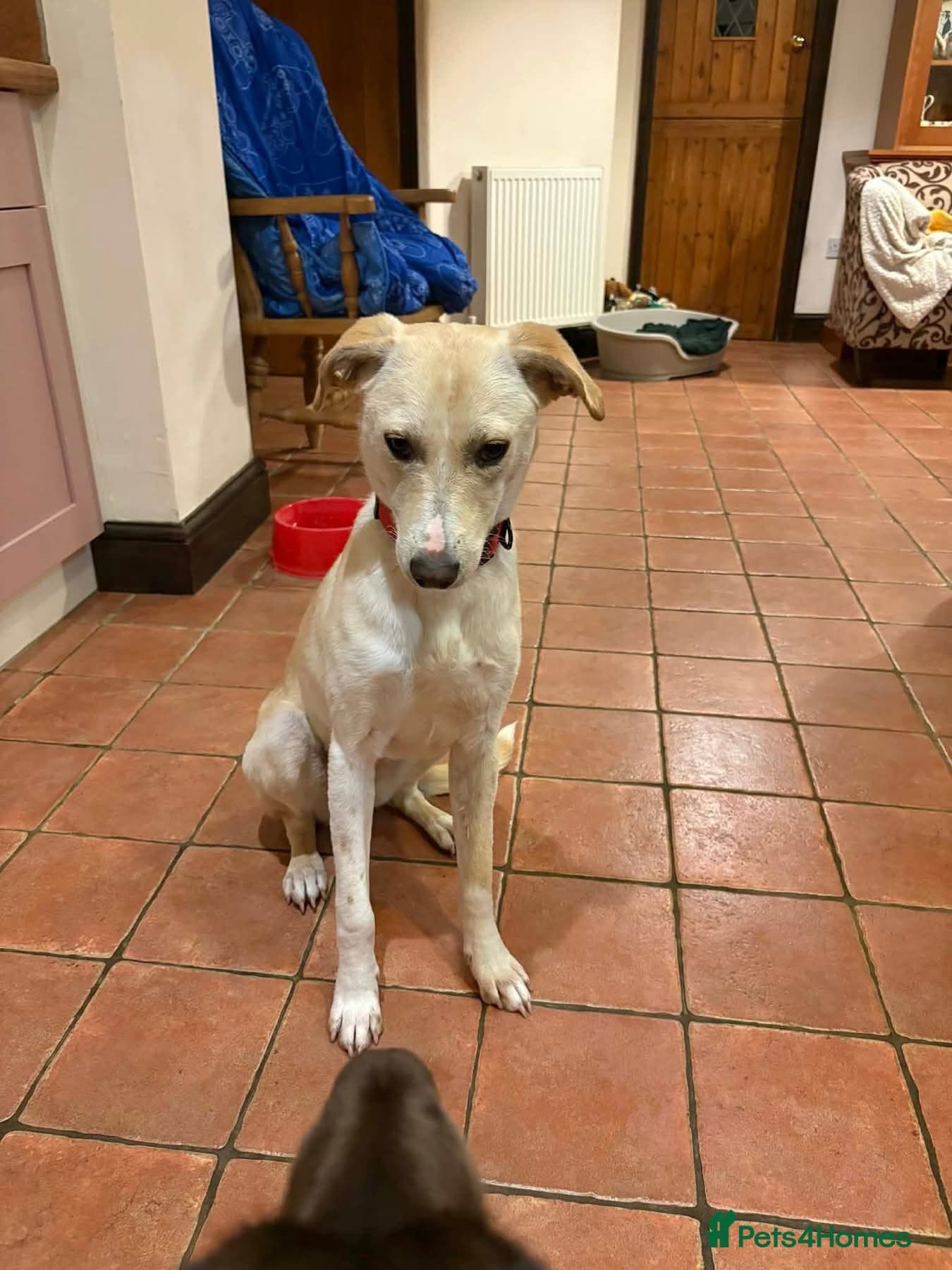 Talia - Hempnall Norfolk photo 5