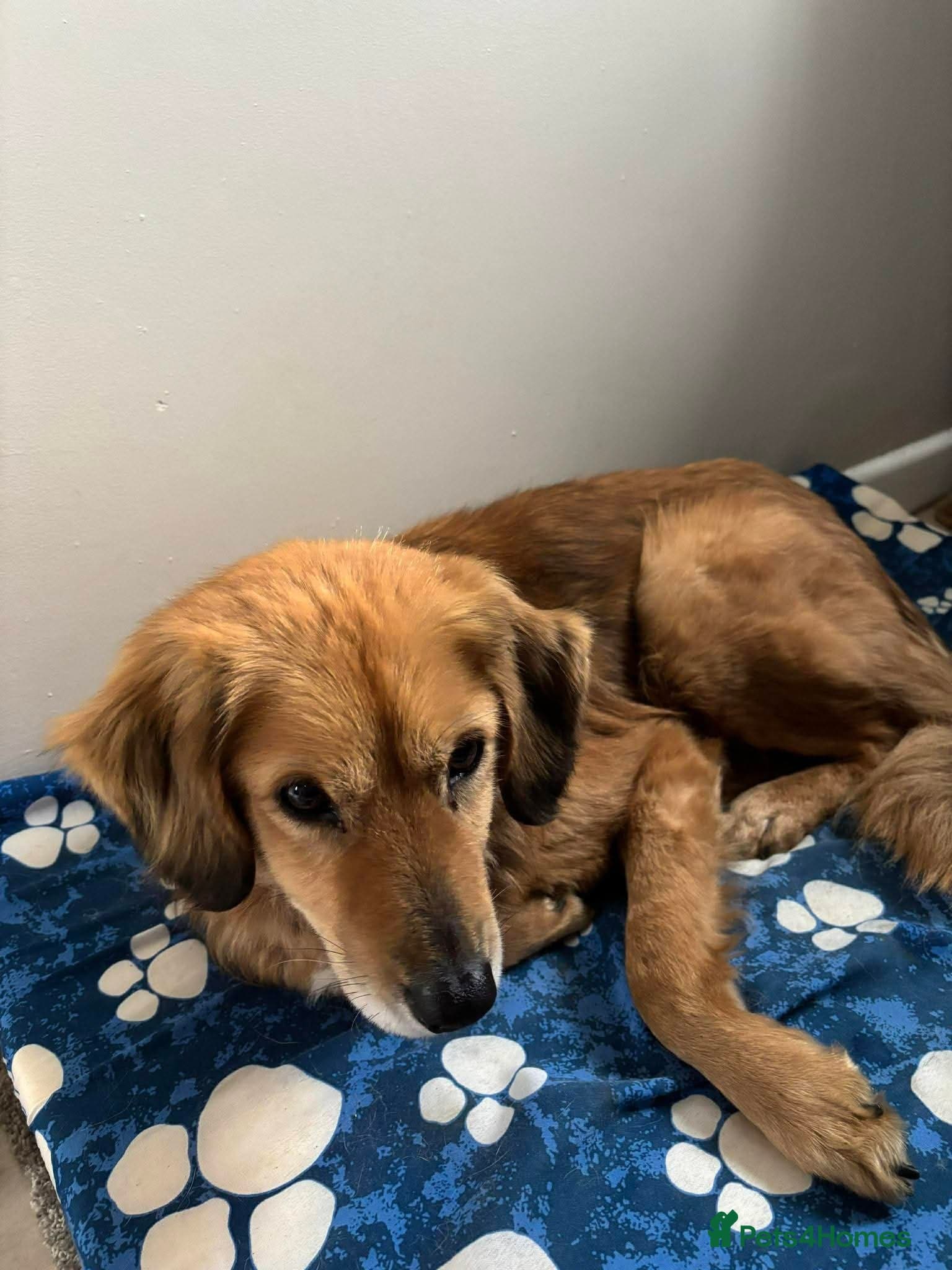 Meet Twiggy,currently residing in Yorkshire photo 8