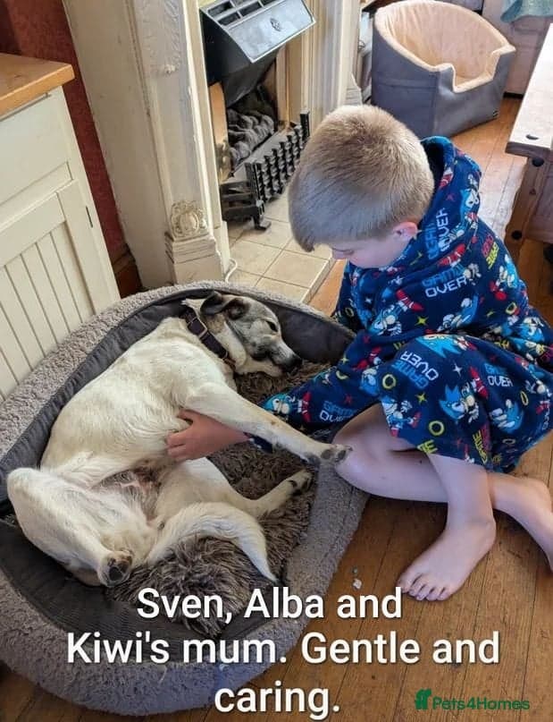 Sven, 1.5 yrs approx.Available for adoption. photo 15