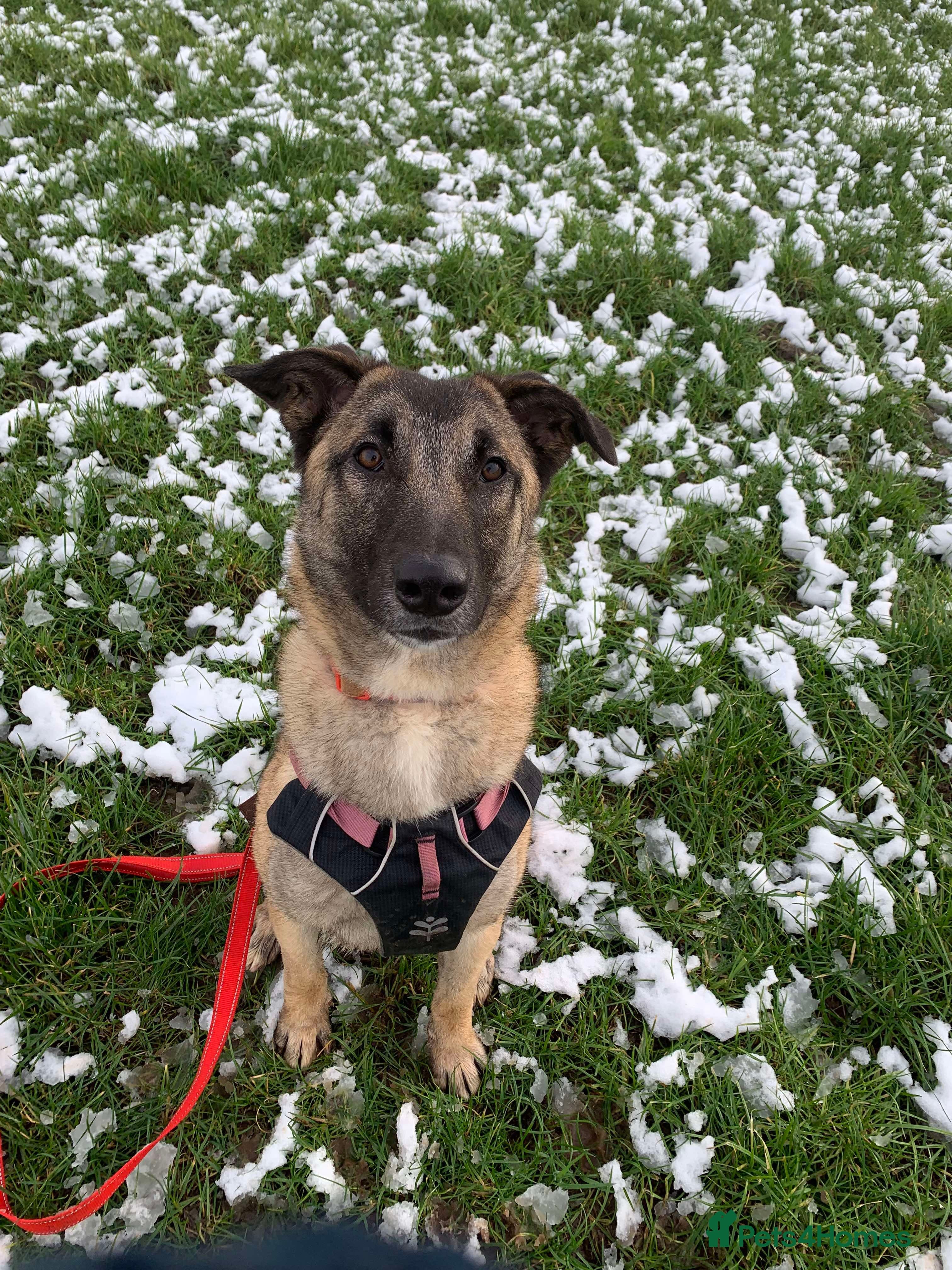 Meet Vera, currently residing in Cheshire photo 7