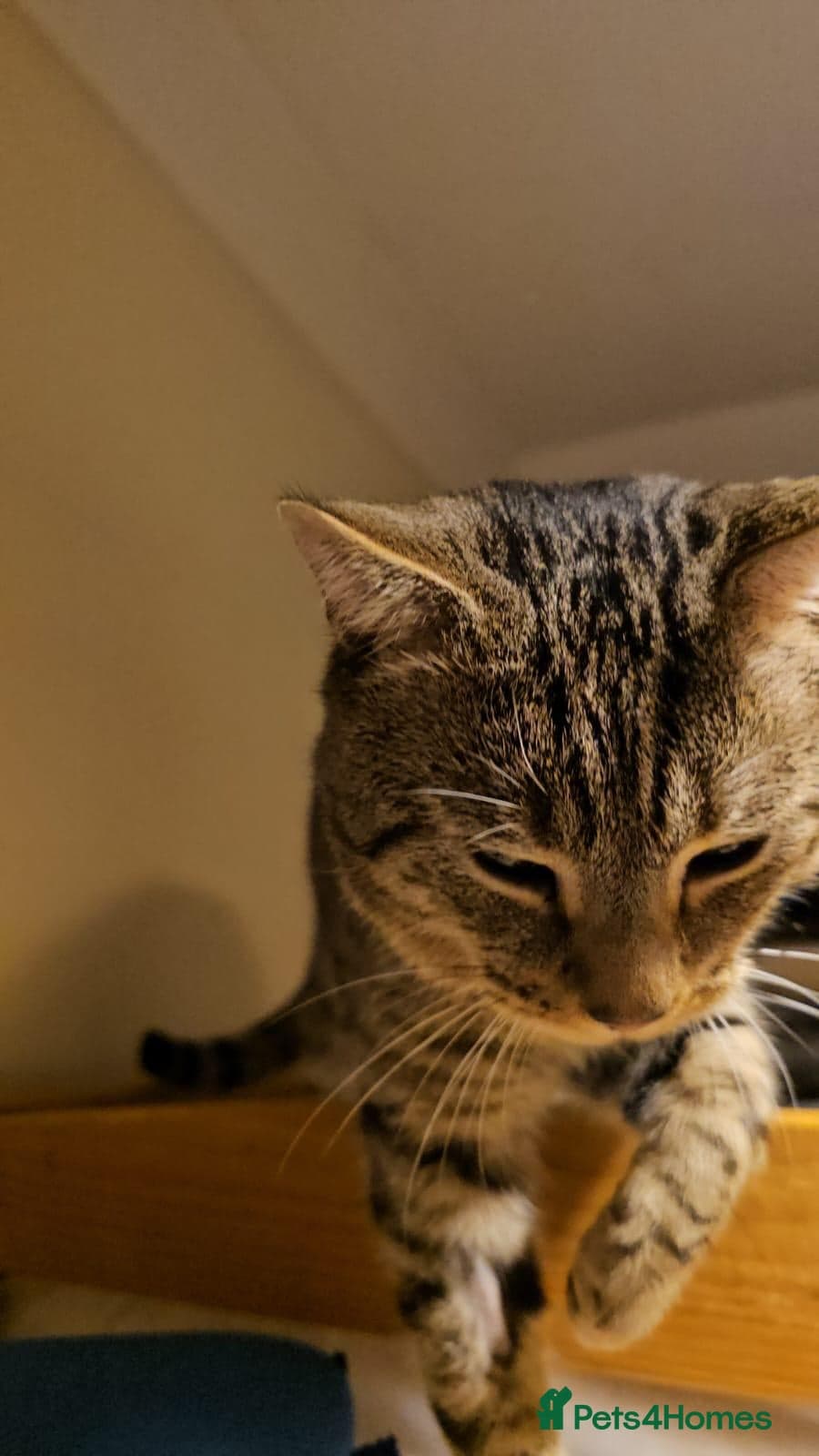 Gentle 10 month rescue MaleCat photo 9