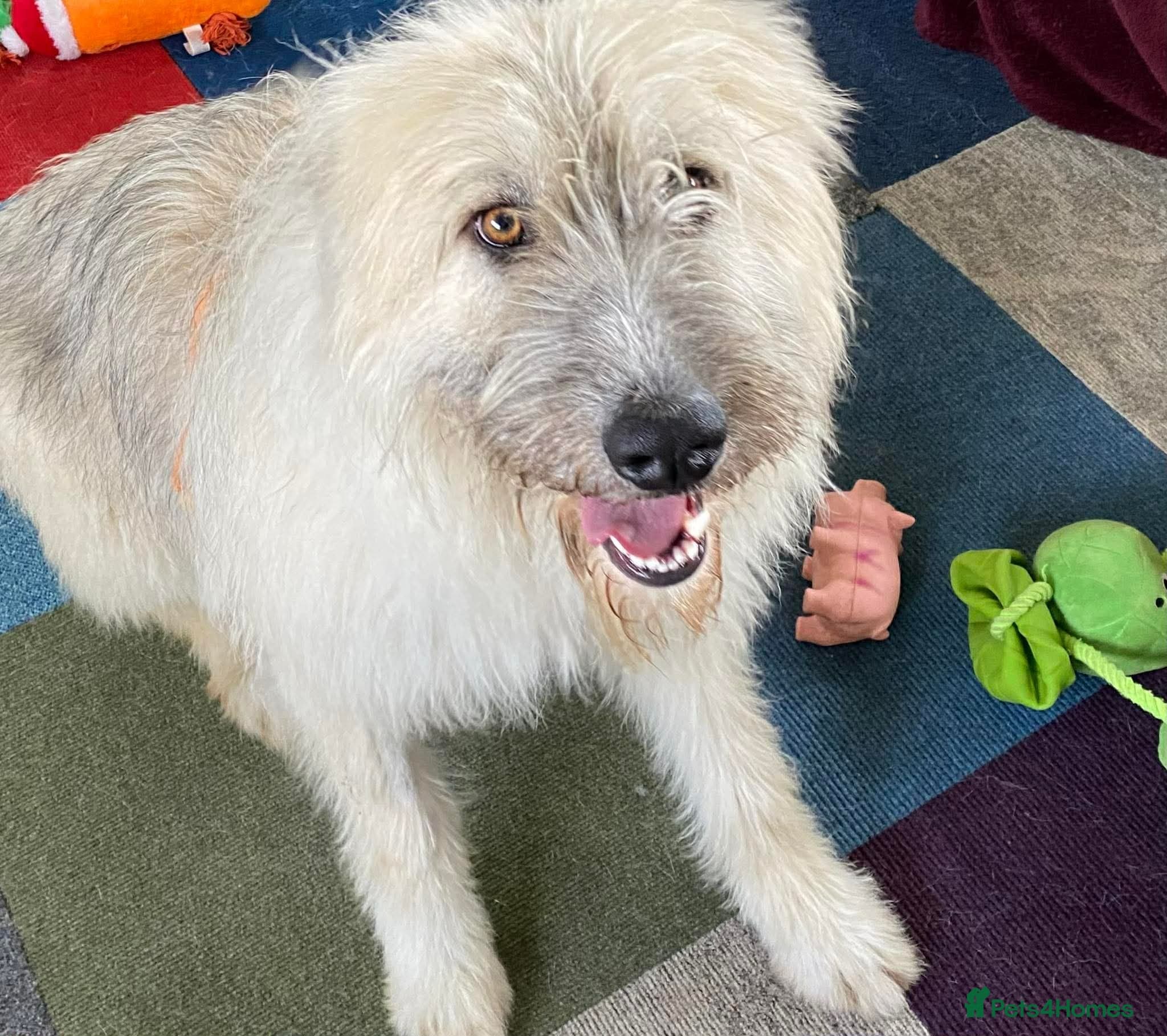 Molly - reserved photo 2