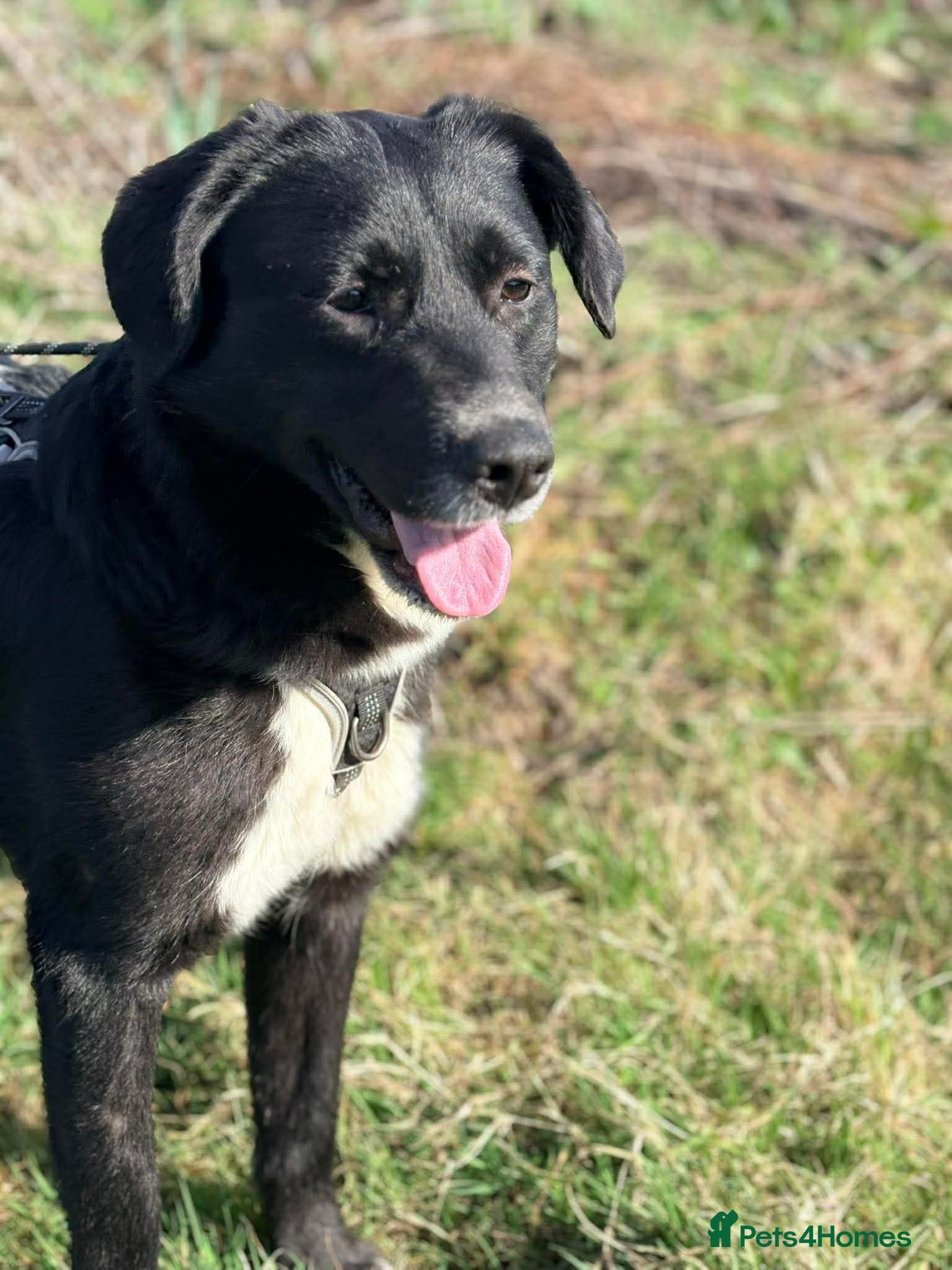 Meet Peaches, currently residing in Essex photo 8