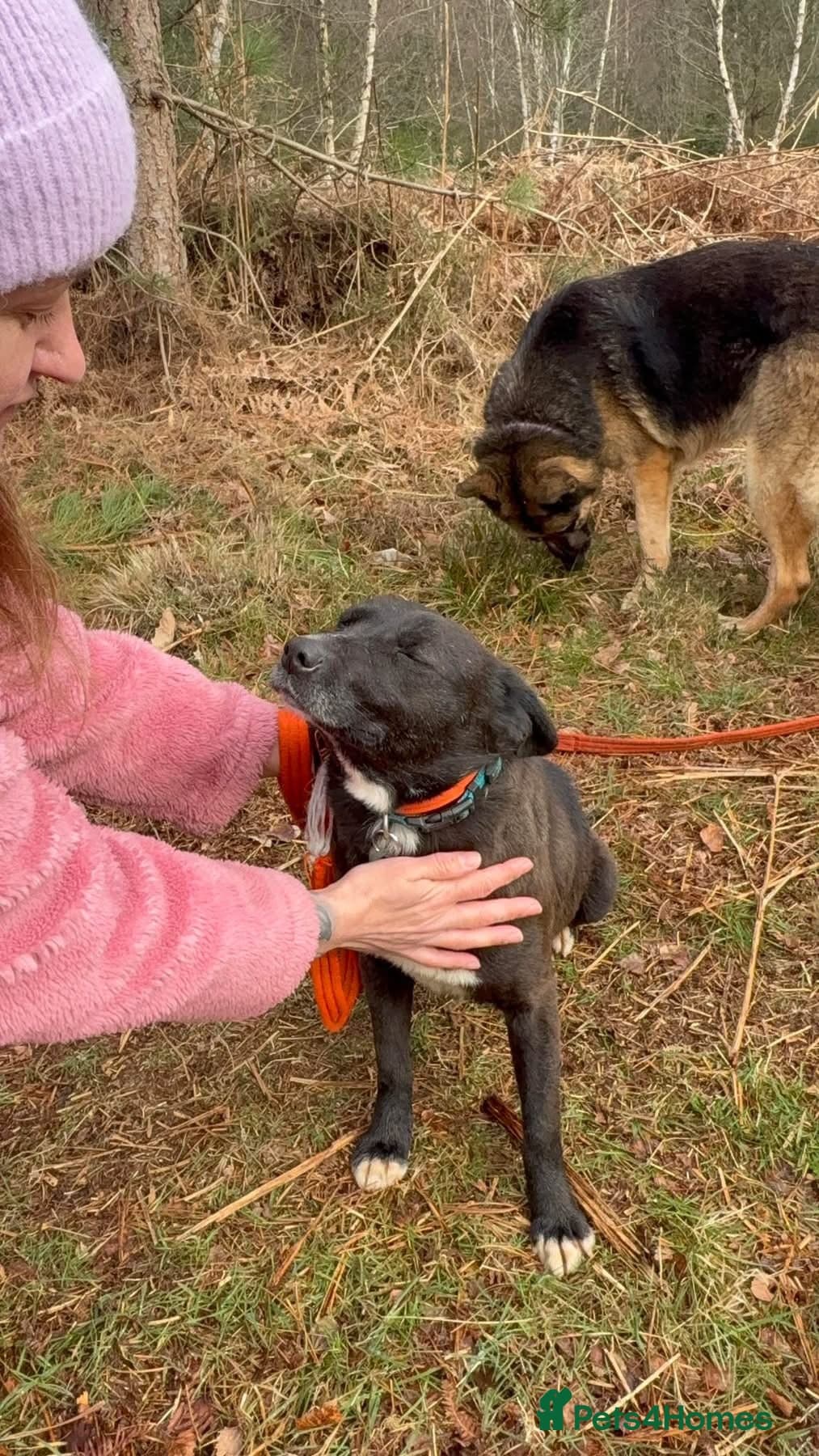 Penfold - Norwich Norfolk photo 11