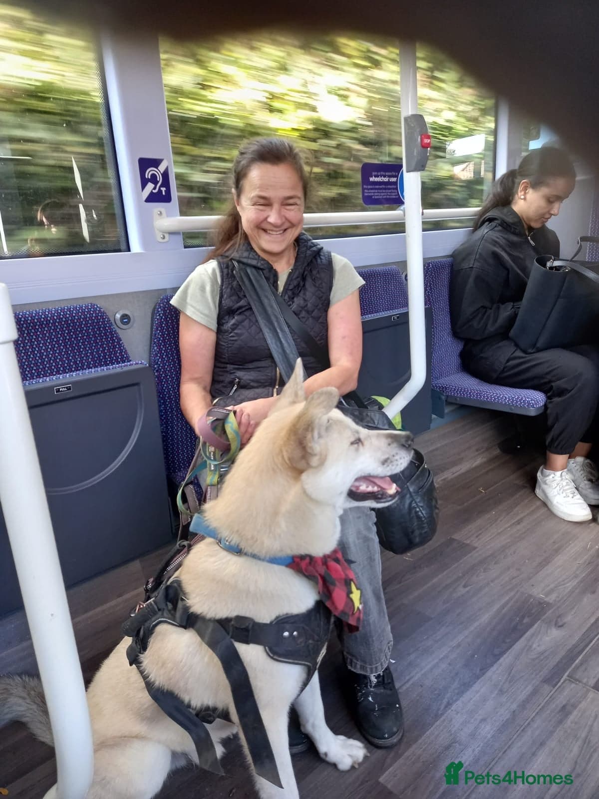 Handsome Fivos Huskey X Shepherd photo 10