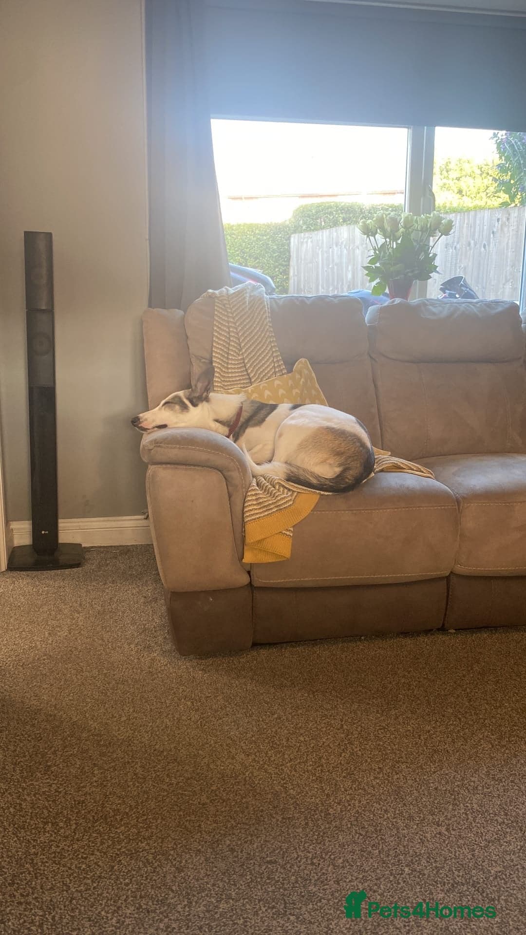 ️🐶 bela photo 16