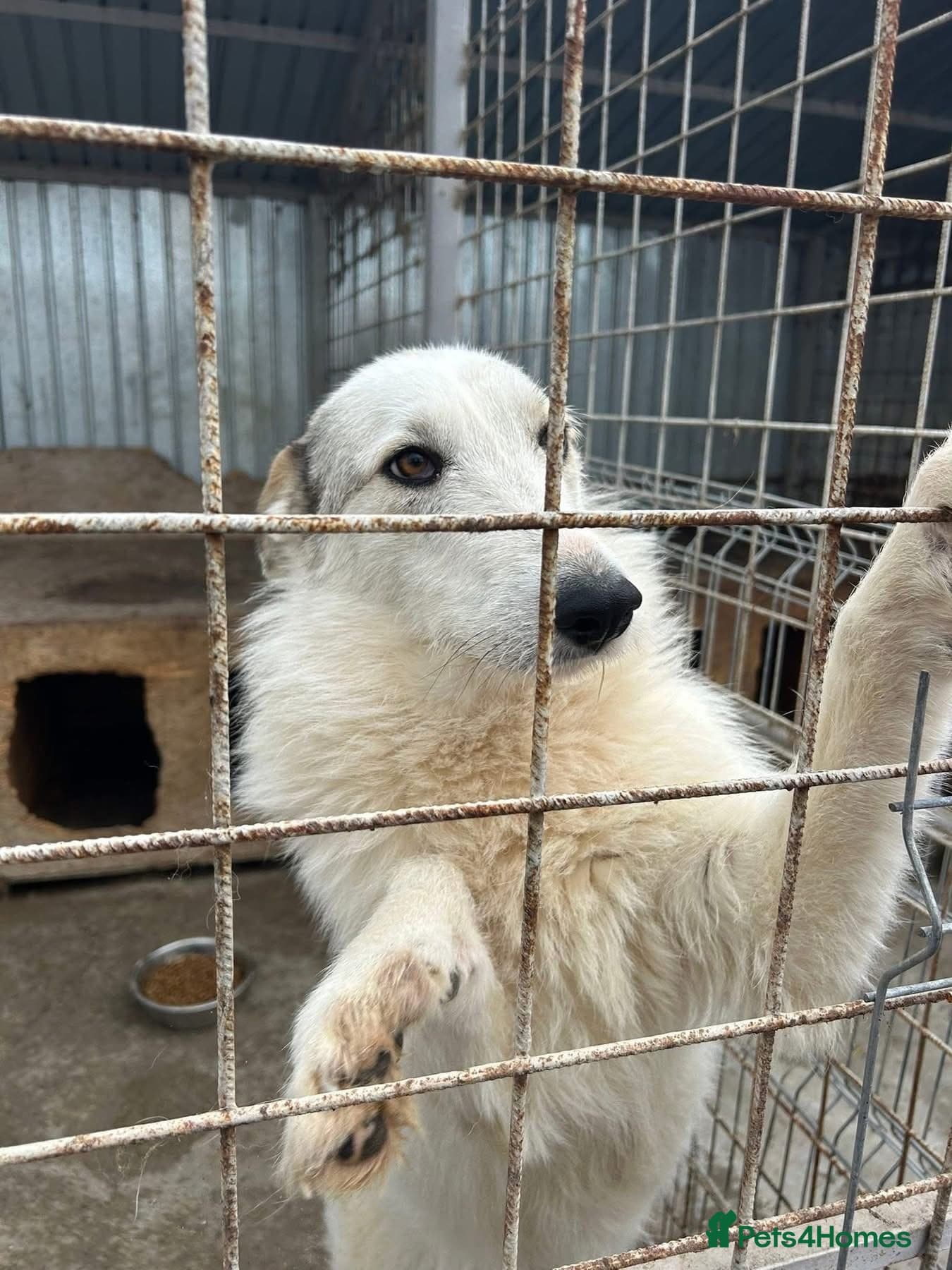 Elena - Marlborough Wiltshire photo 11