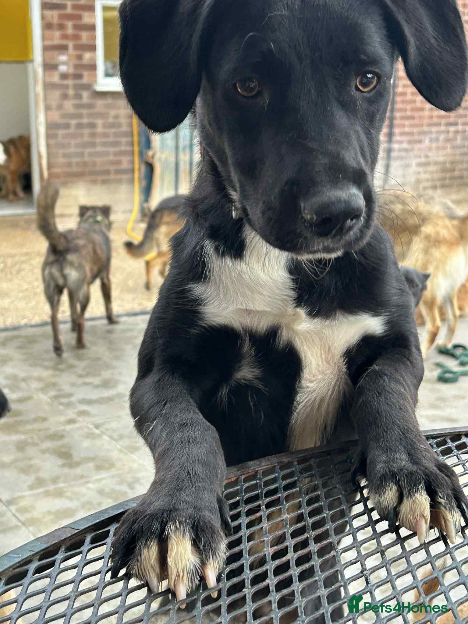 Barney - Norwich norfolk photo 12