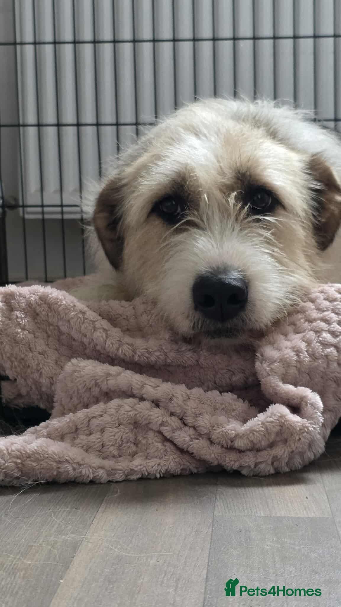 Hershey & Harley 💙 still Waiting photo 8