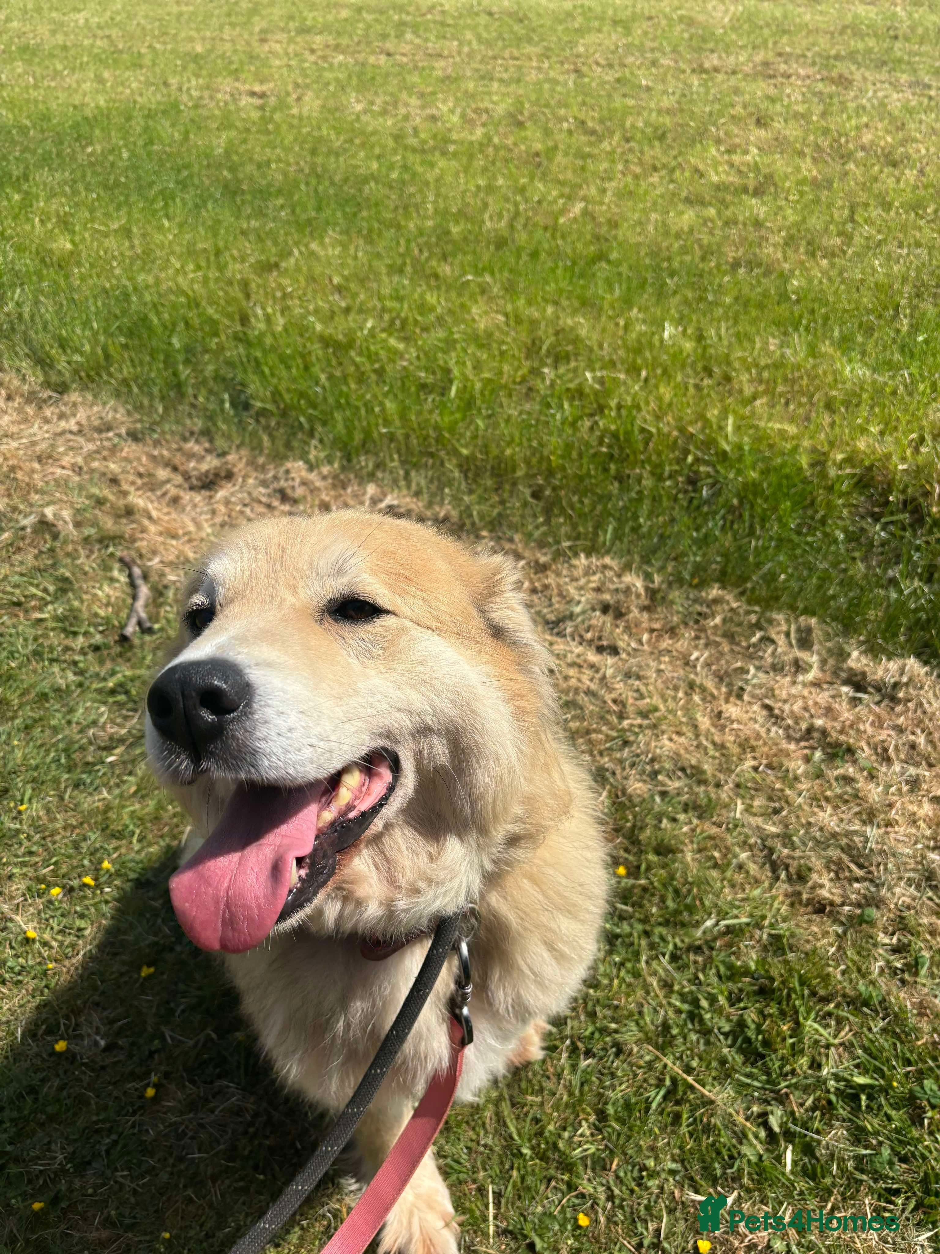 Meet Paddy, currently residing in Cheshire photo 21