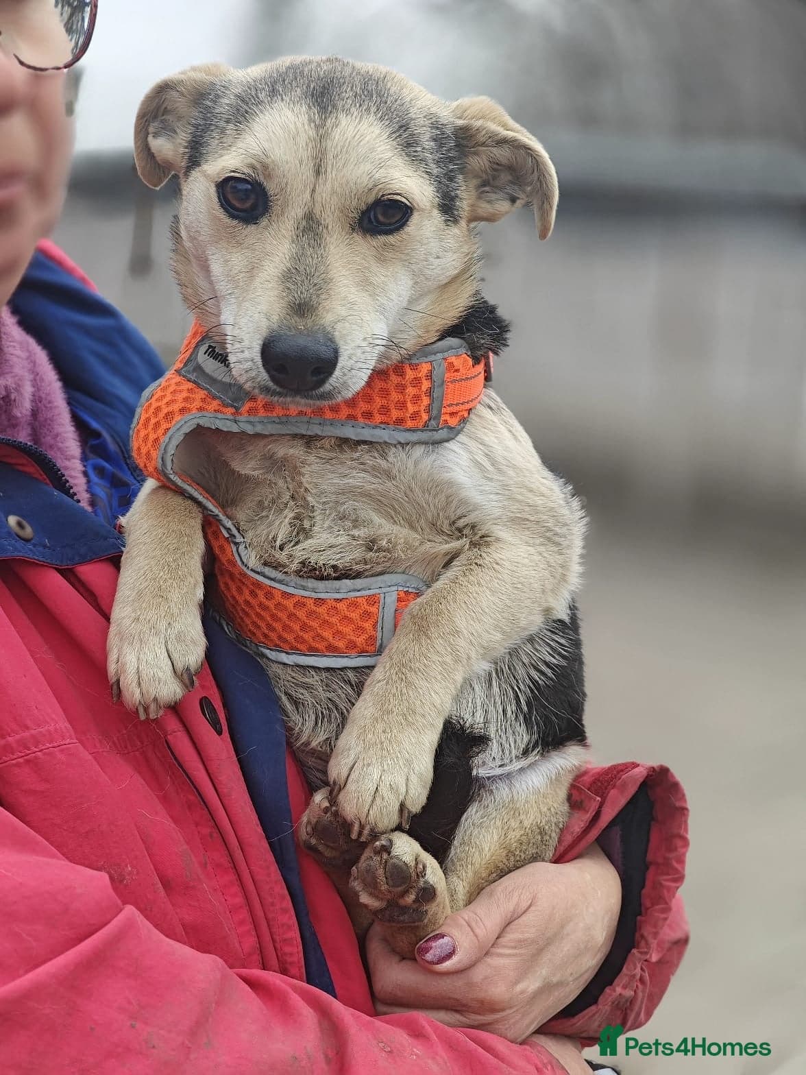 ️🐶 maree photo 7