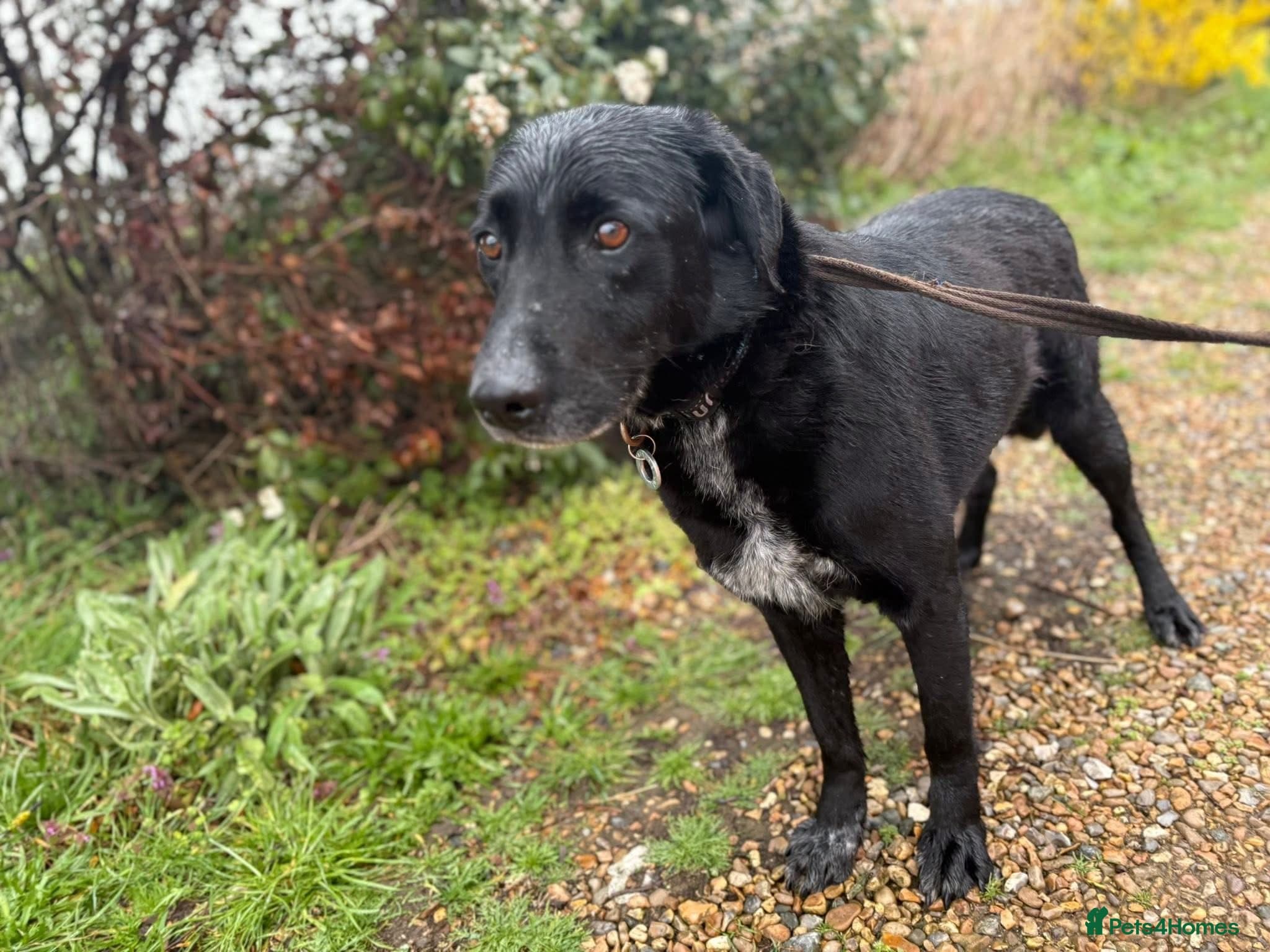 Merlin - Norwich Norfolk photo 8