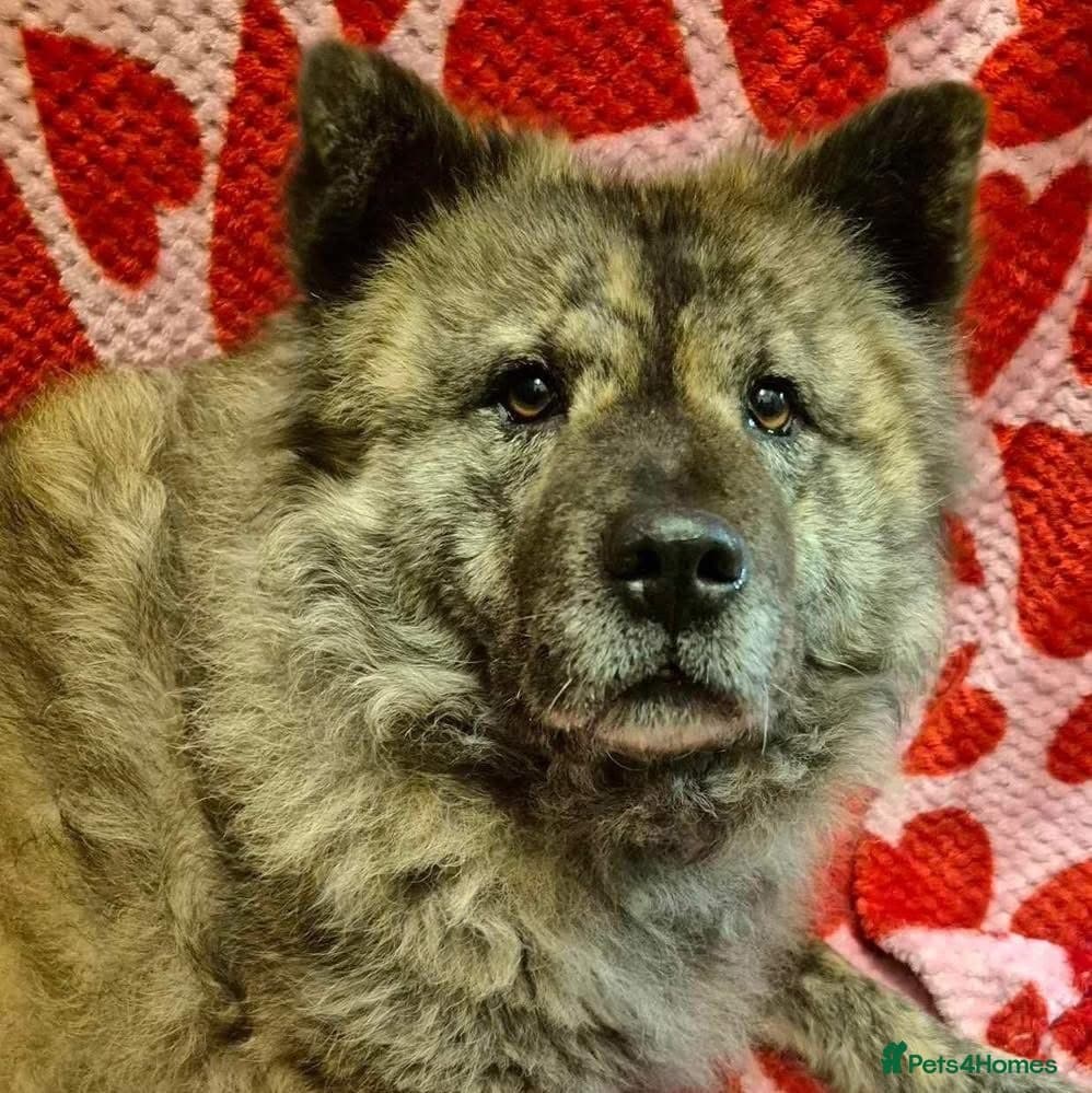 Luna Chow 💜 photo 16