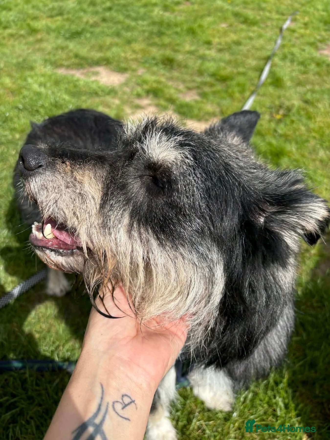 Mabel - Badersfield Norfolk photo 12