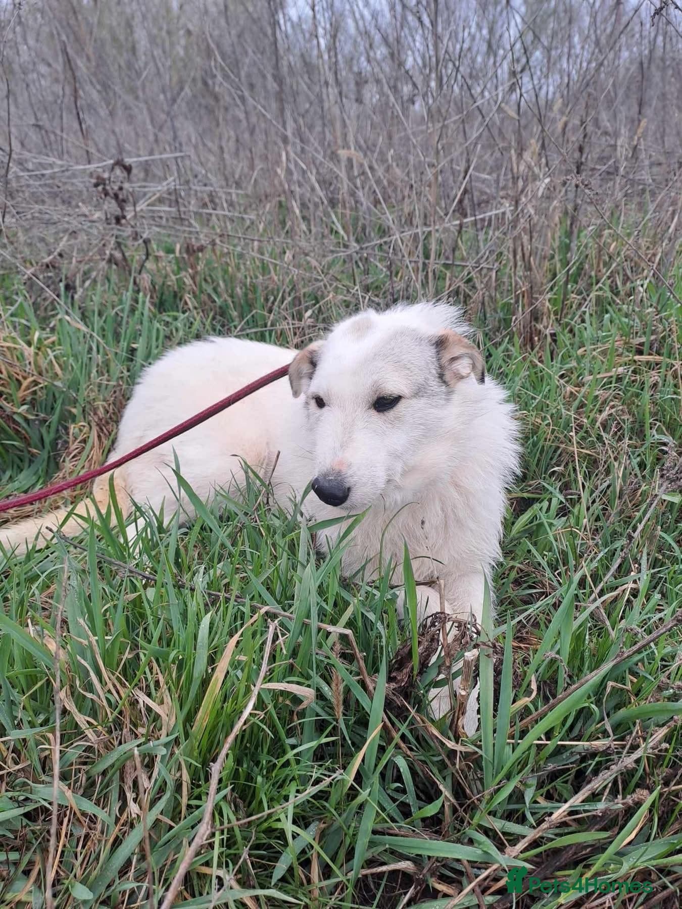 Elena - Marlborough Wiltshire photo 12