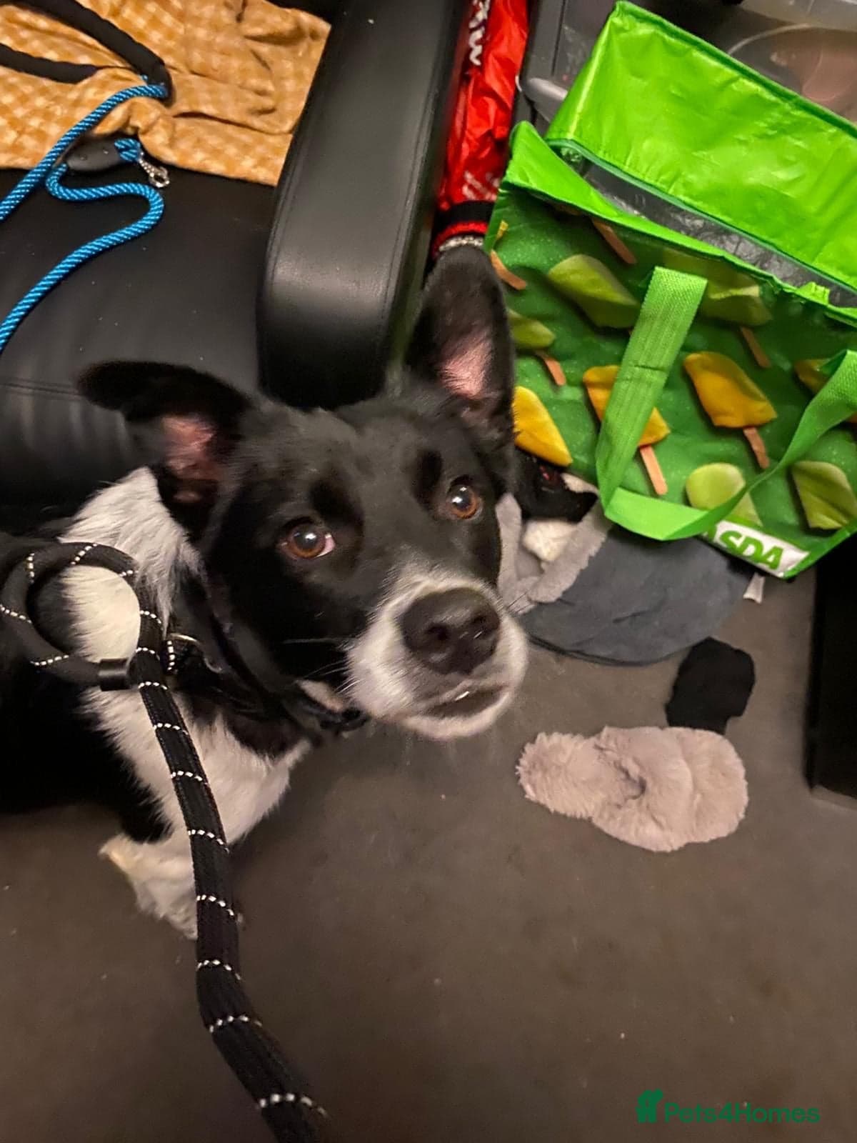 Parker — Mixed Breed