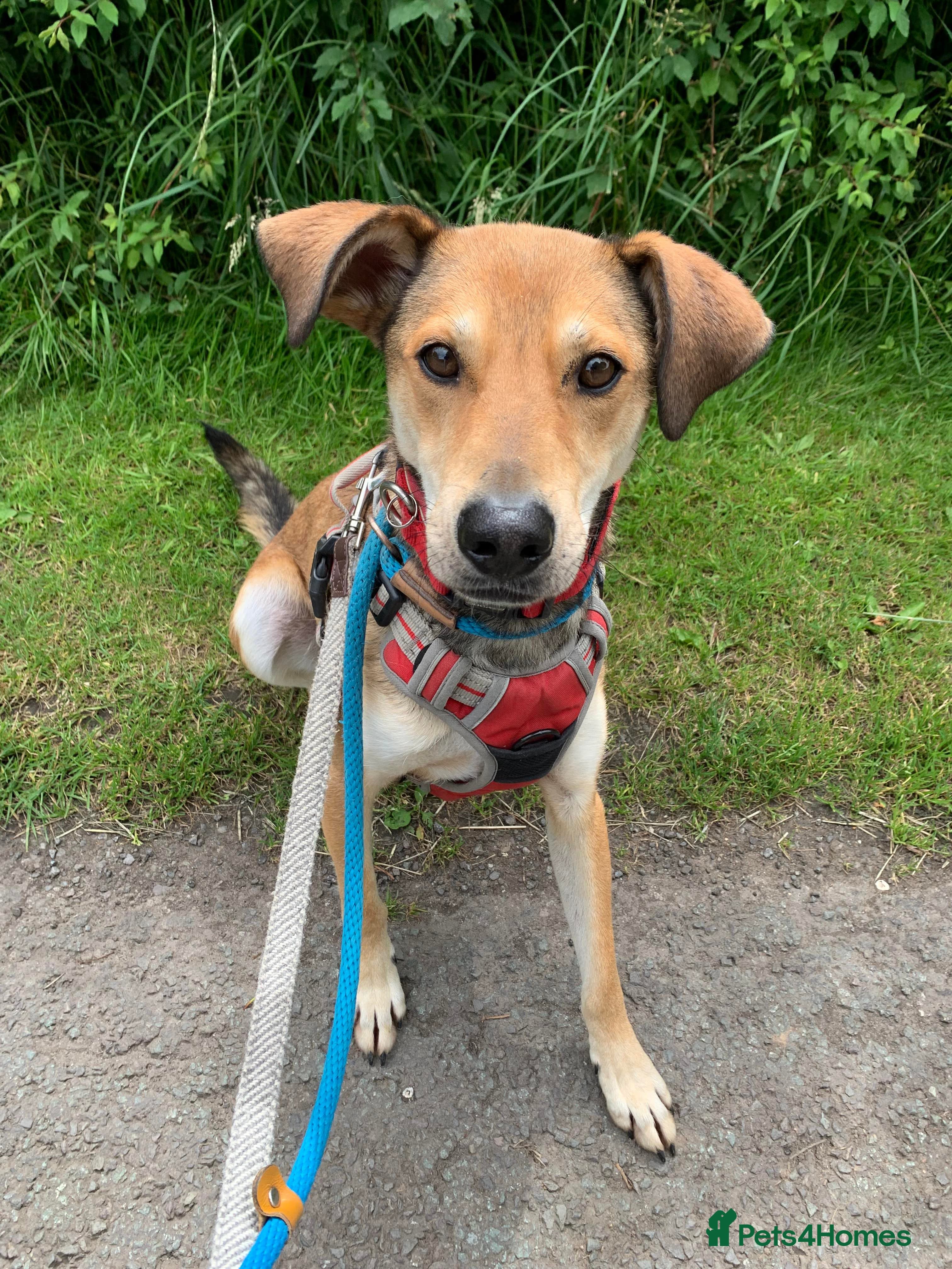 Meet Barney, currently residing in Cheshire photo 6