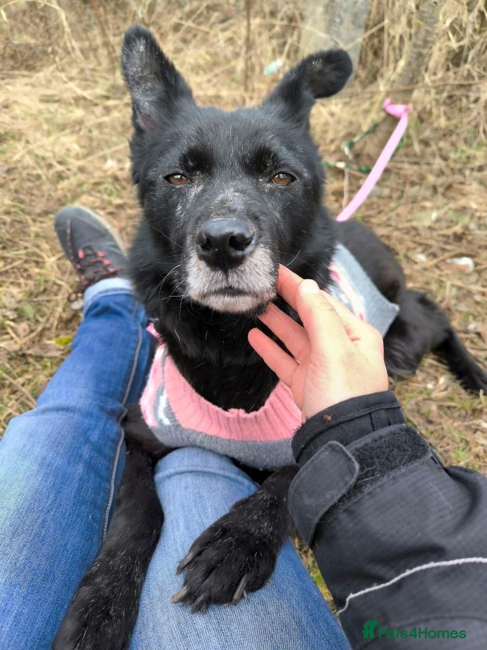 ๏ธ๐ถ tofa photo 32