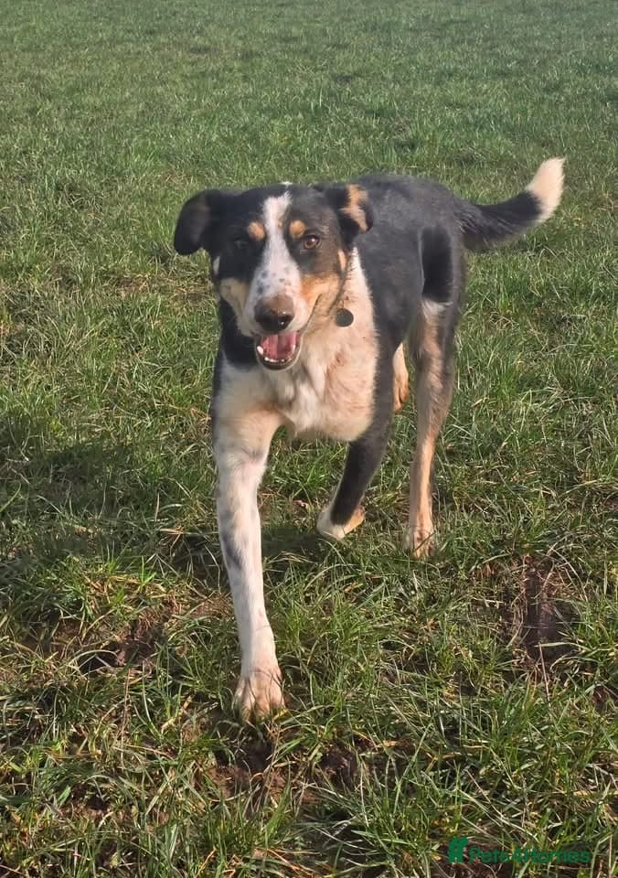 Tommy - your new sidekick photo 6