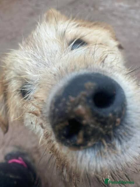 Meet Toby, currently residing in Essex photo 9