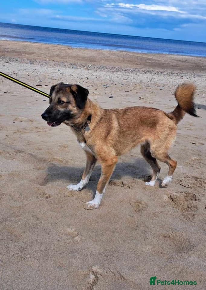 Levi - Norwich Norfolk photo 24