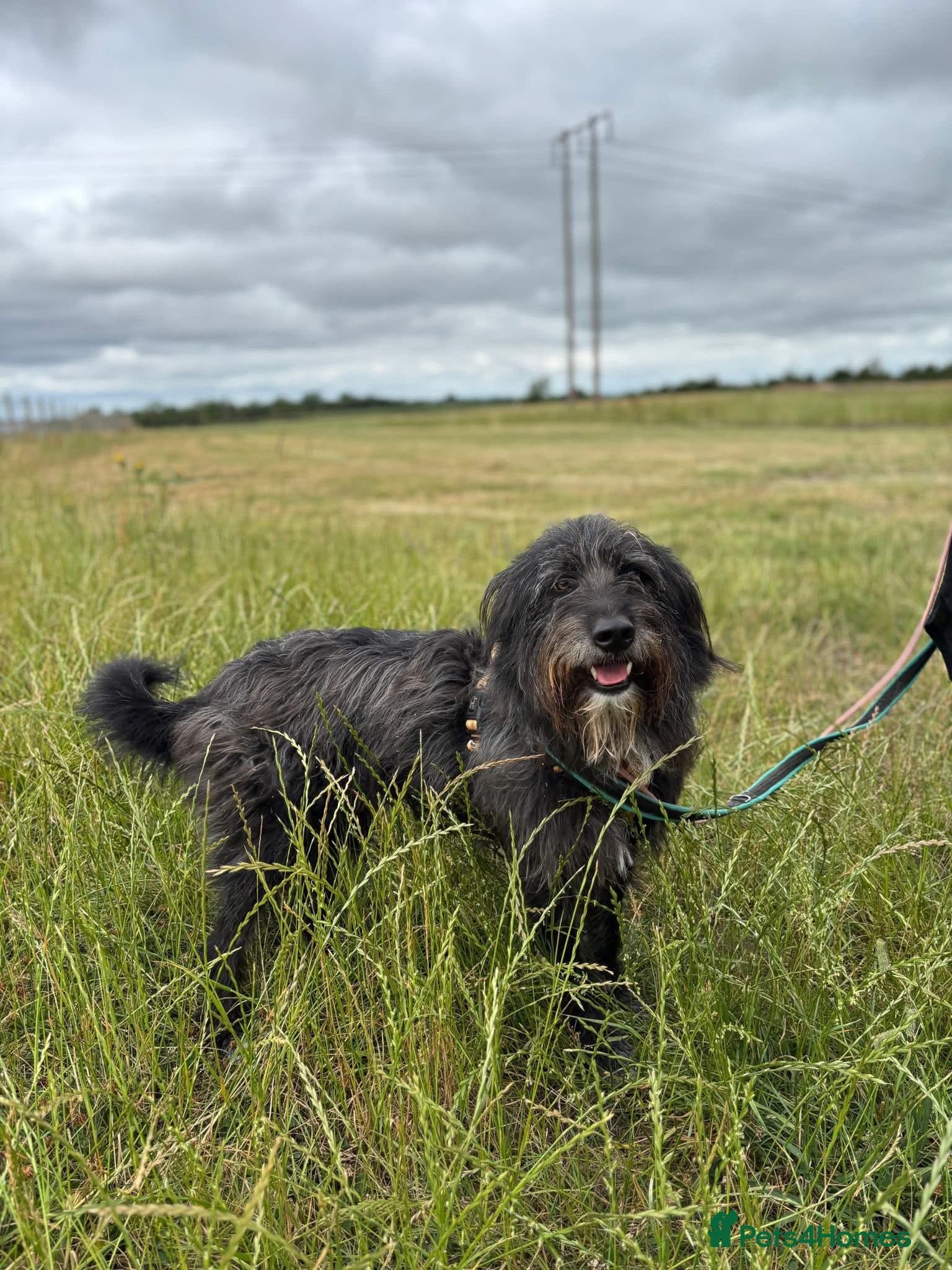 Herbie 💚 Female-only home needed! photo 2