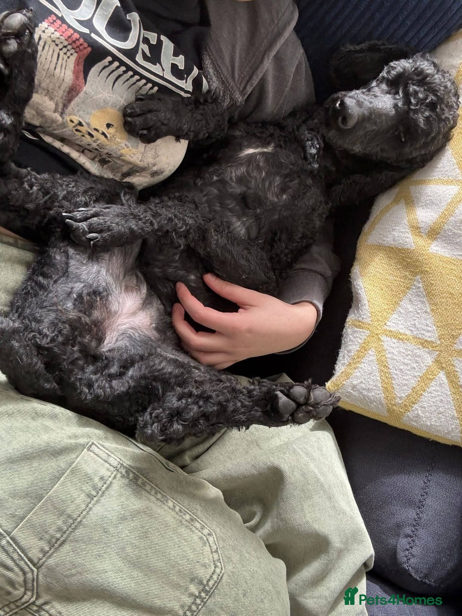 ️🐶 charlie photo 5