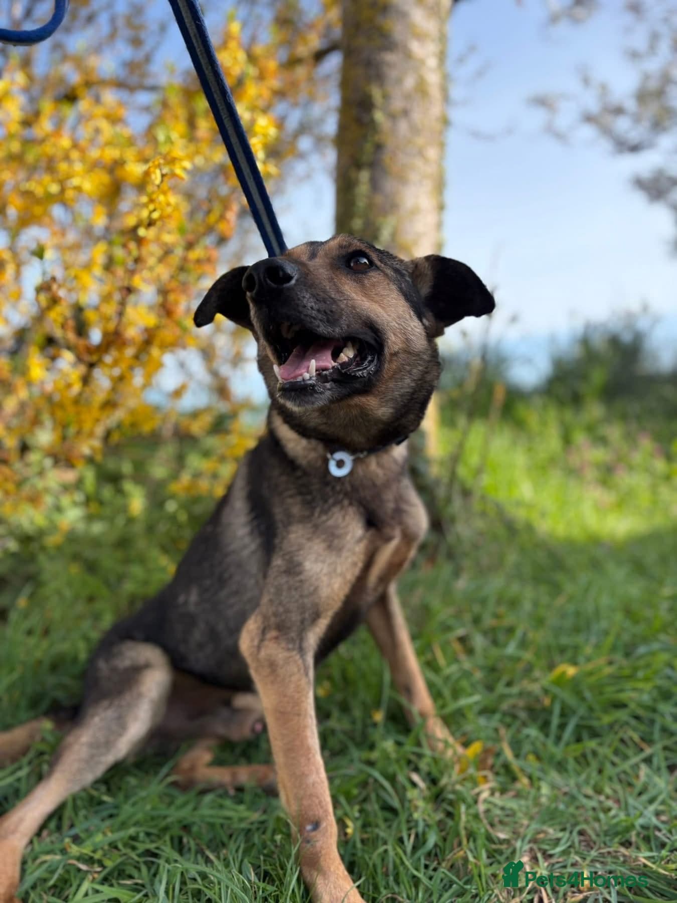 Jenkins - Norwich Norfolk photo 5