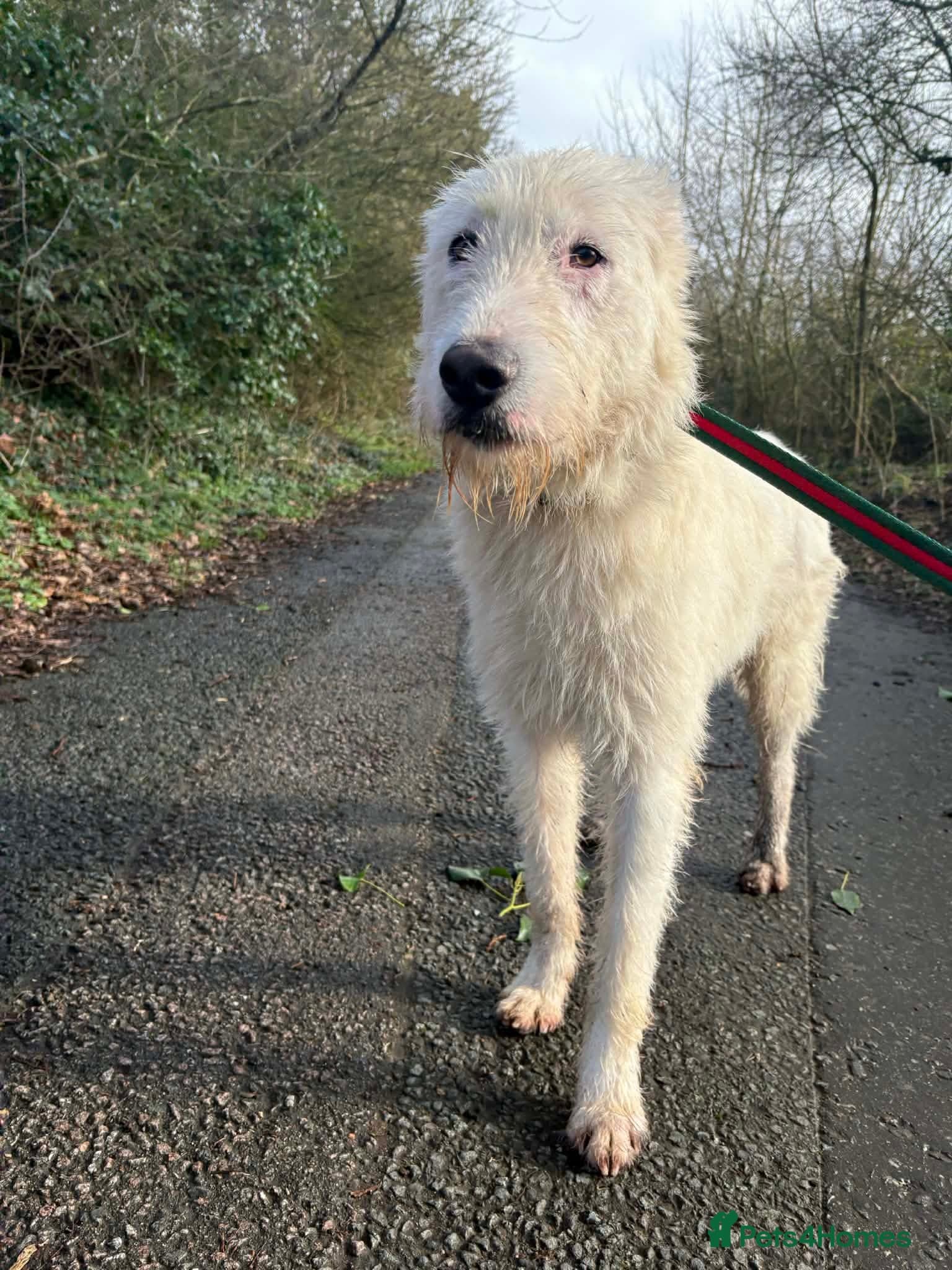 Peter - Norwich Norfolk photo 4