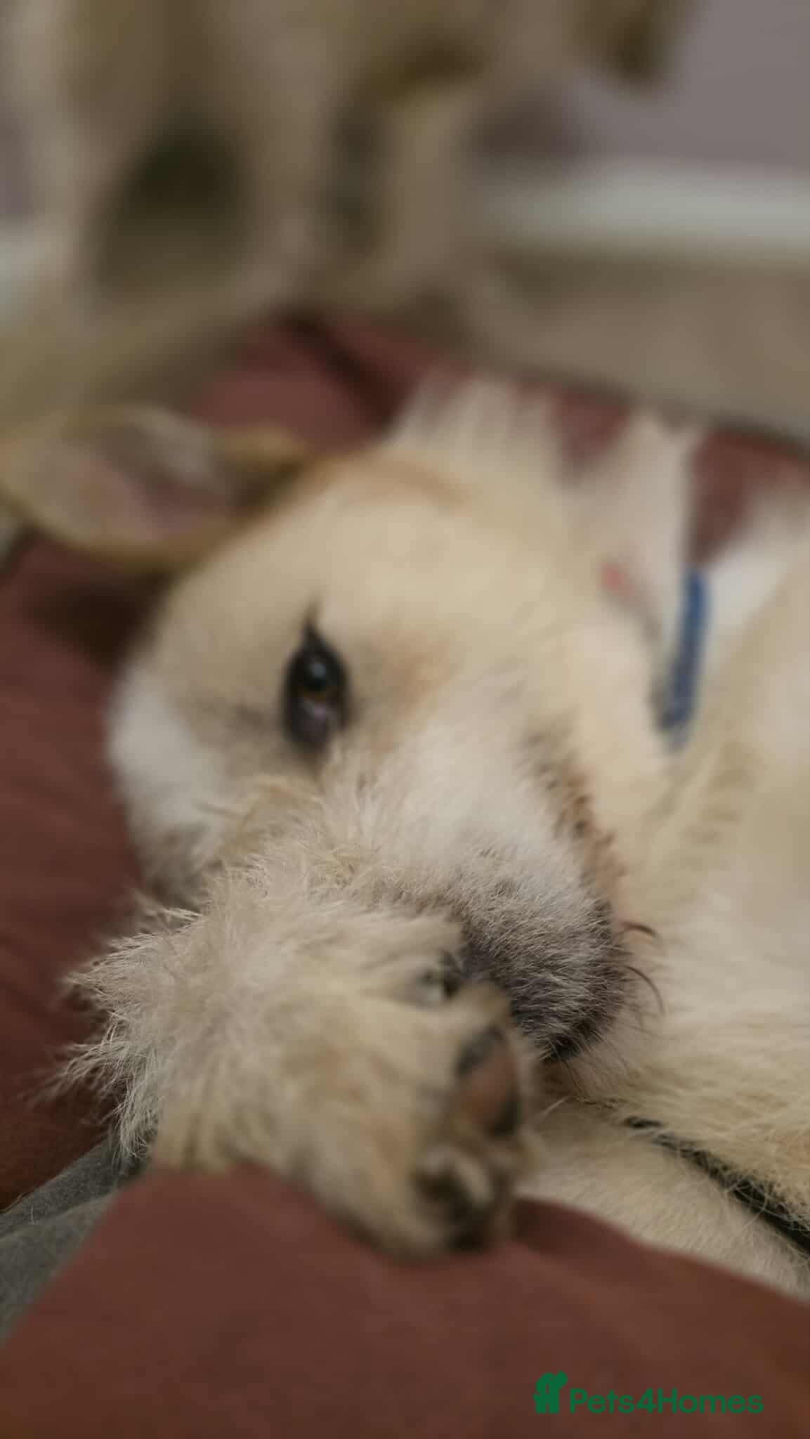 Hershey & Harley 💙 still Waiting photo 5