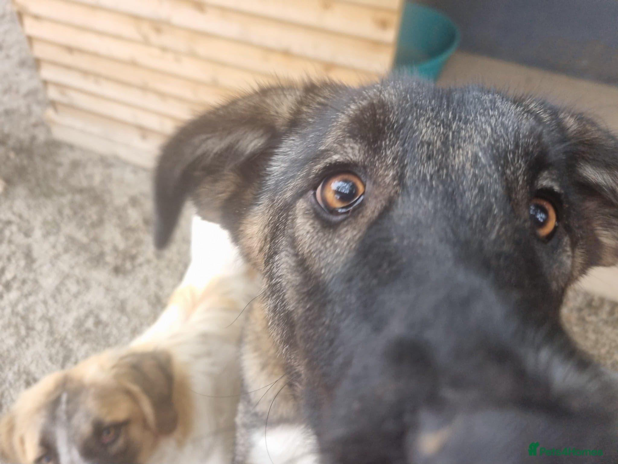 Skye - In Ayr photo 13