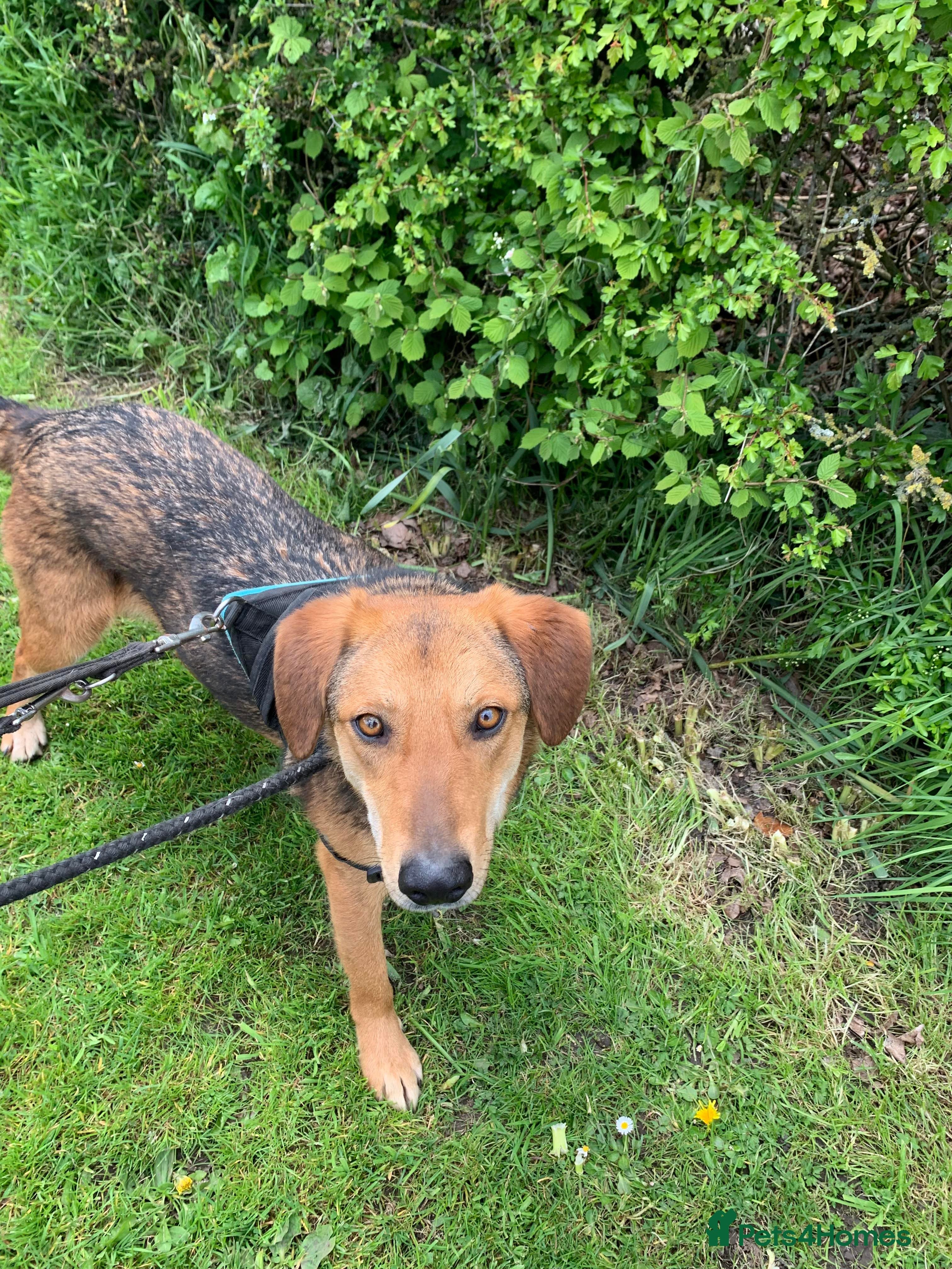 Meet Shiloh, currently residing in Cheshire photo 9