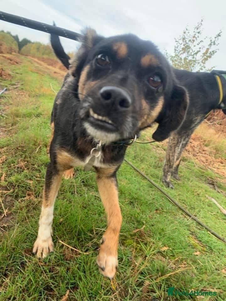 Paddy - Norwich Norfolk photo 20