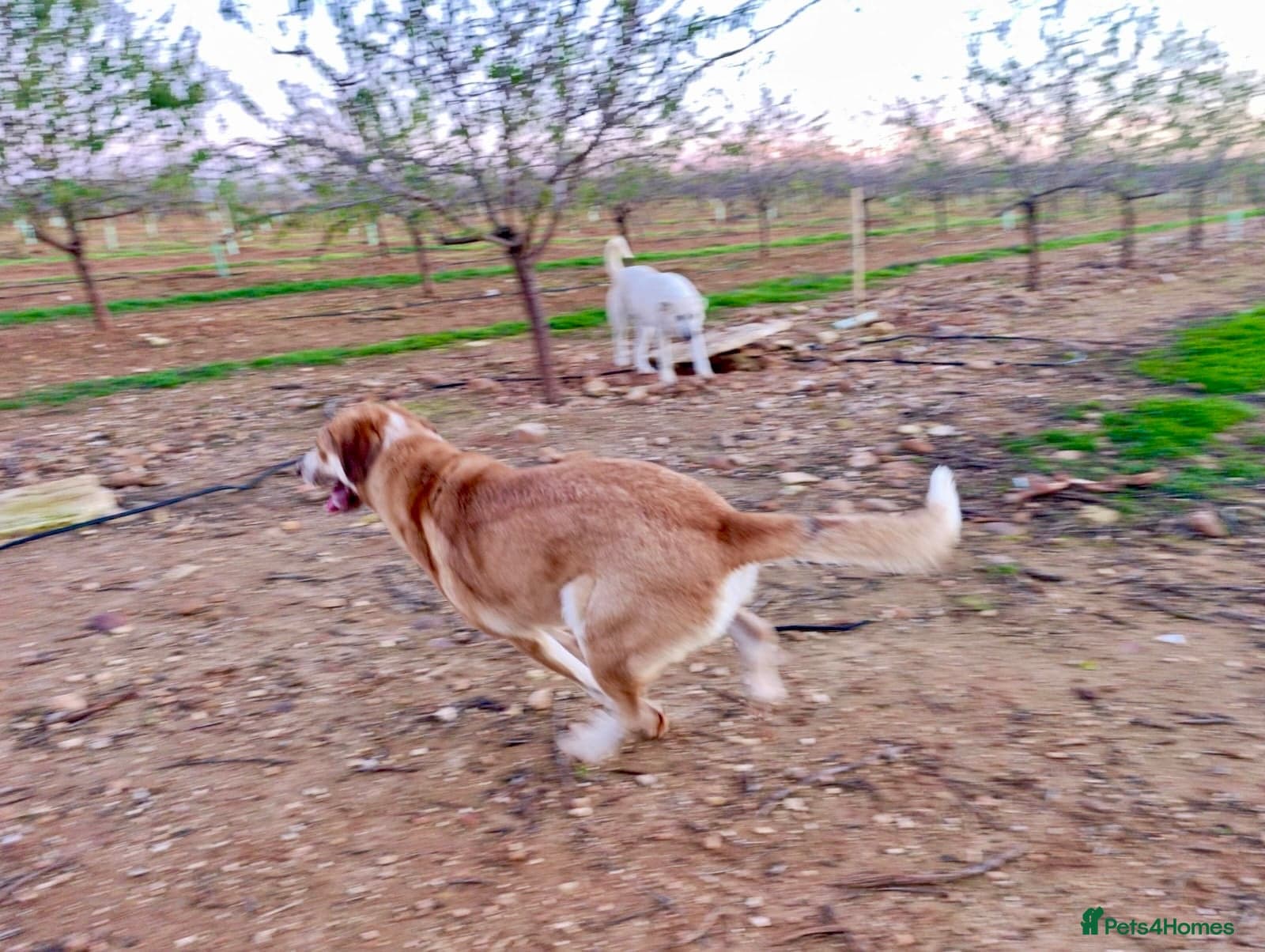 ️🚨URGENT FOSTER OR adopter needed. photo 10