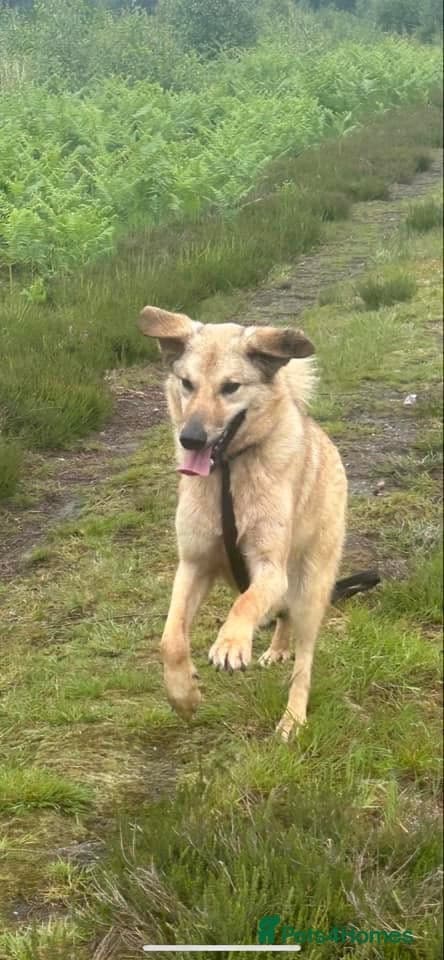 Pettern - Norwich Norfolk photo 39