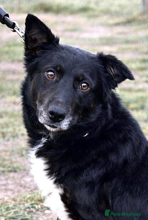 Nero — Mixed Breed