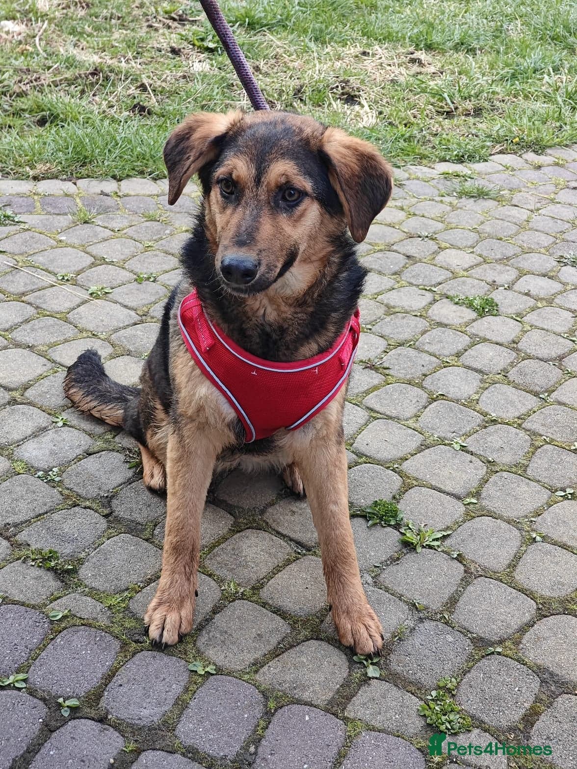 ๏ธ๐ถ yasia photo 7