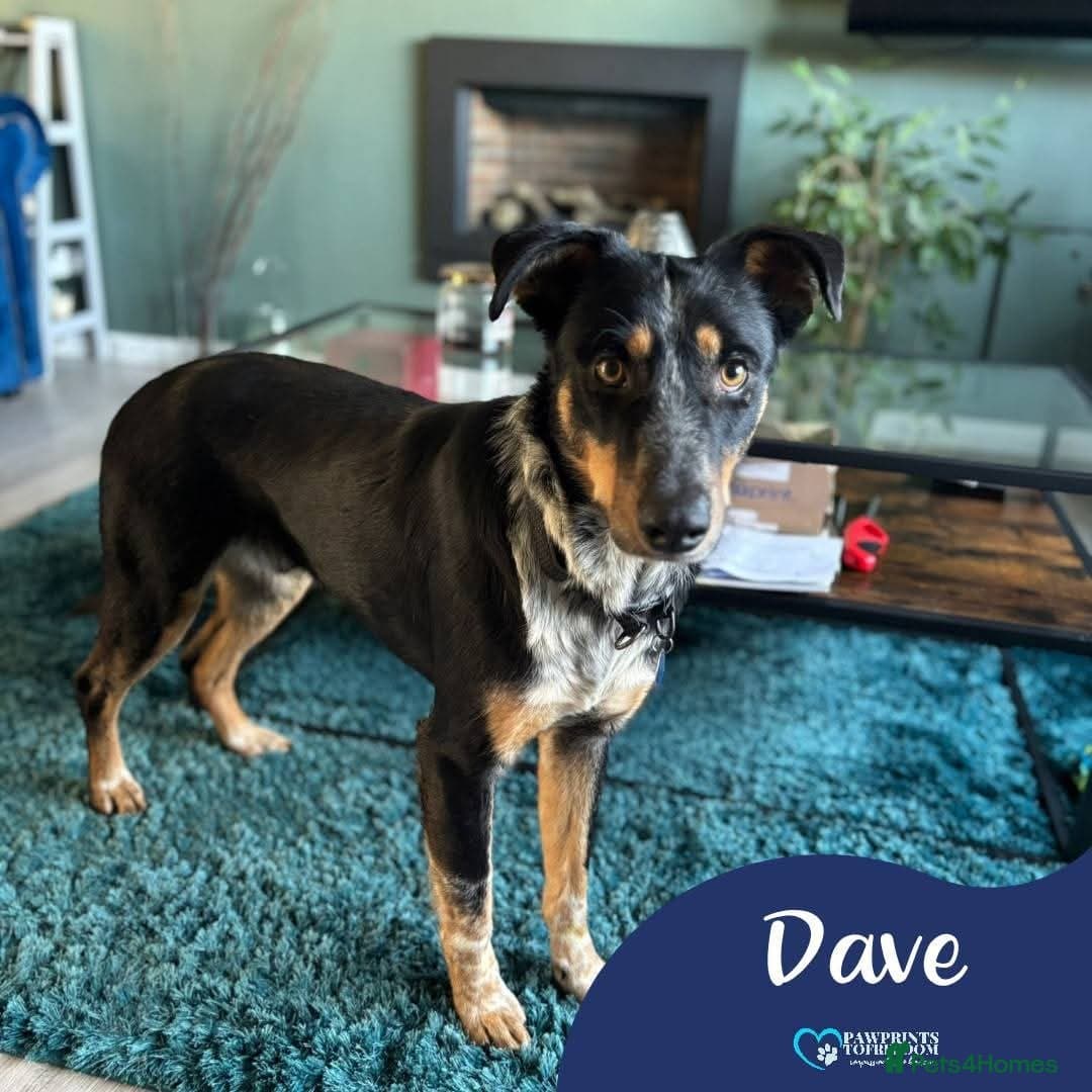 Meet Dave, currently residing in Aberdeen photo 2