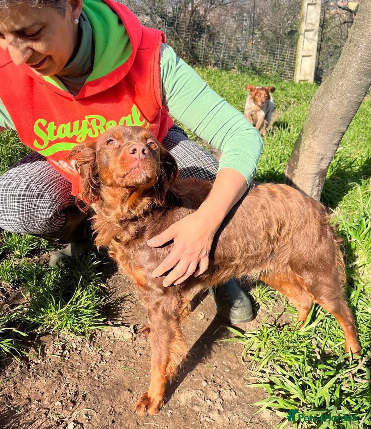 Diana, a lovely young Brittany photo 16