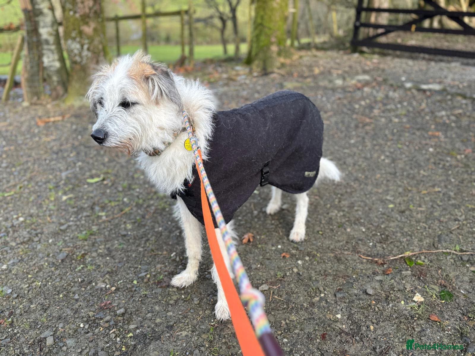 KALLIE- 18 months, loves dogs/playful/active/rural photo 32