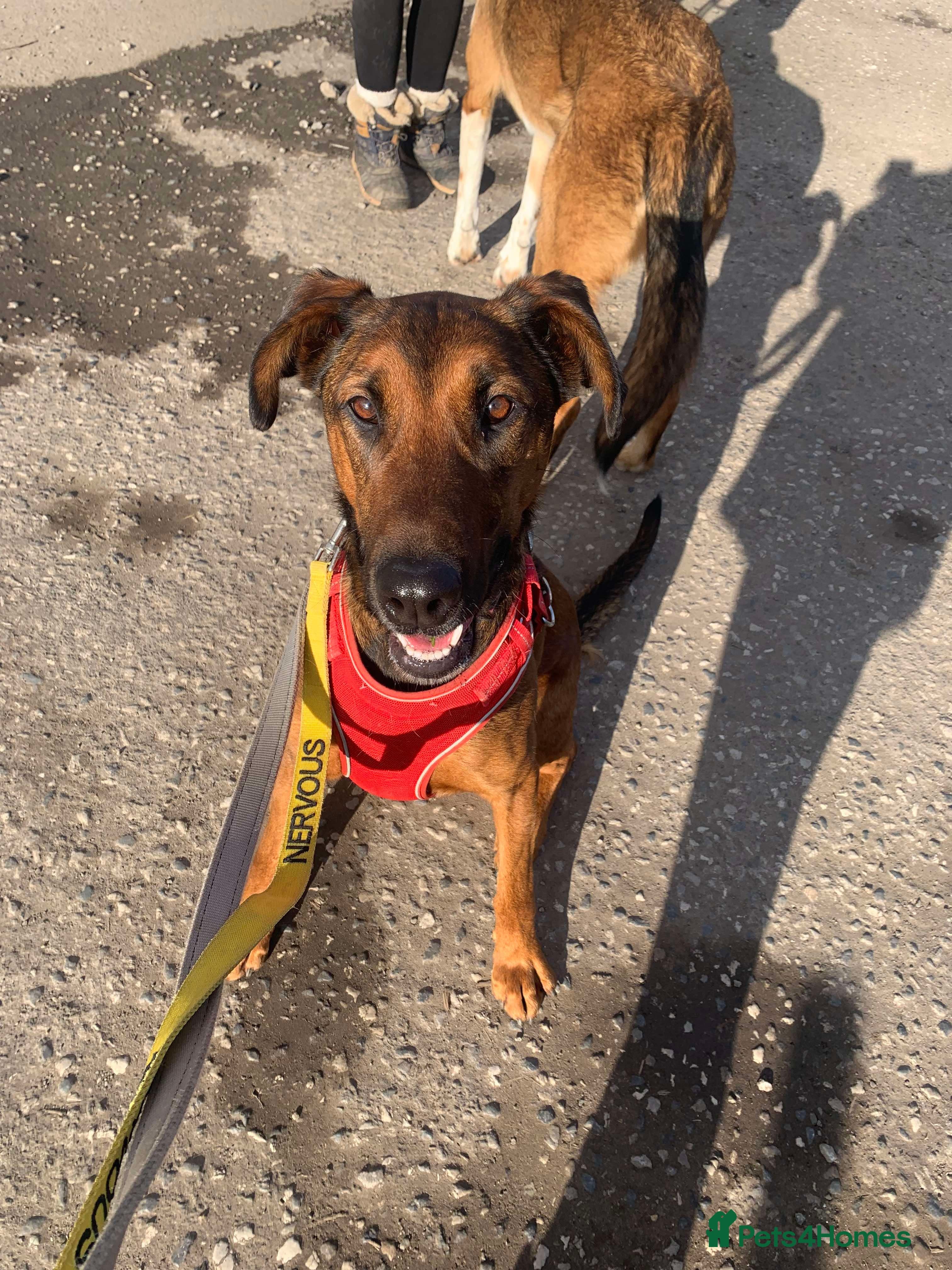 Meet Carrie,currently residing in Cheshire photo 20