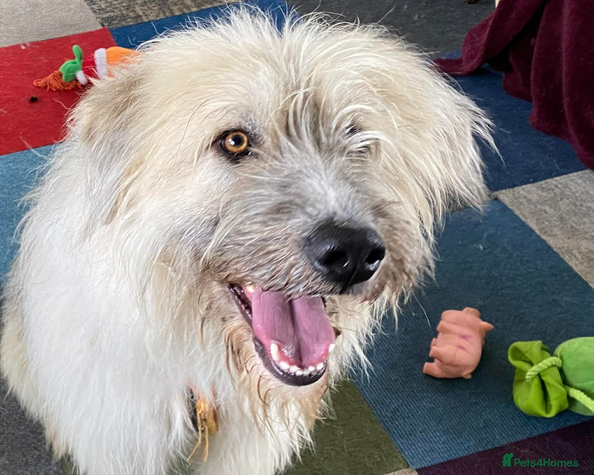 Molly - reserved photo 3