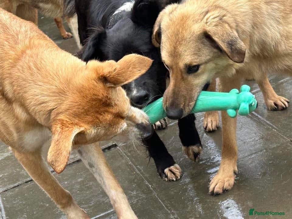 Pettern - Norwich Norfolk photo 40