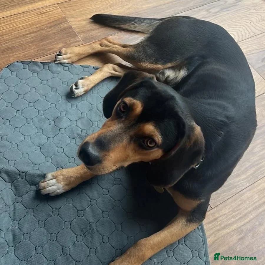 Ivan (Greek Harehound) photo 18