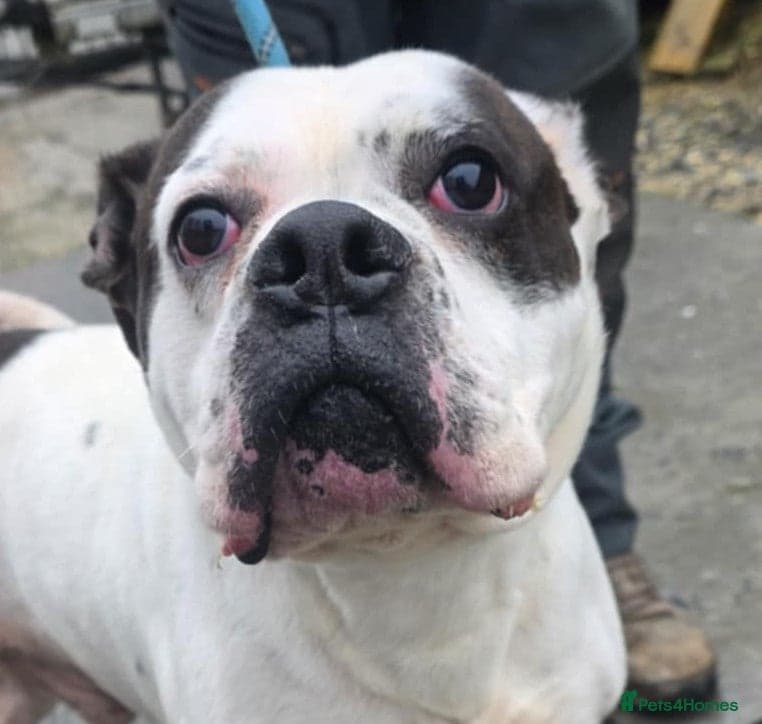 CHARLIE 4yr old mixed breed — Mixed Breed