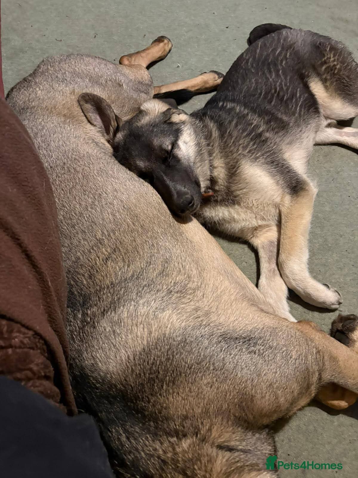 Meet Neptune,currently residing in Oxfordshire photo 6