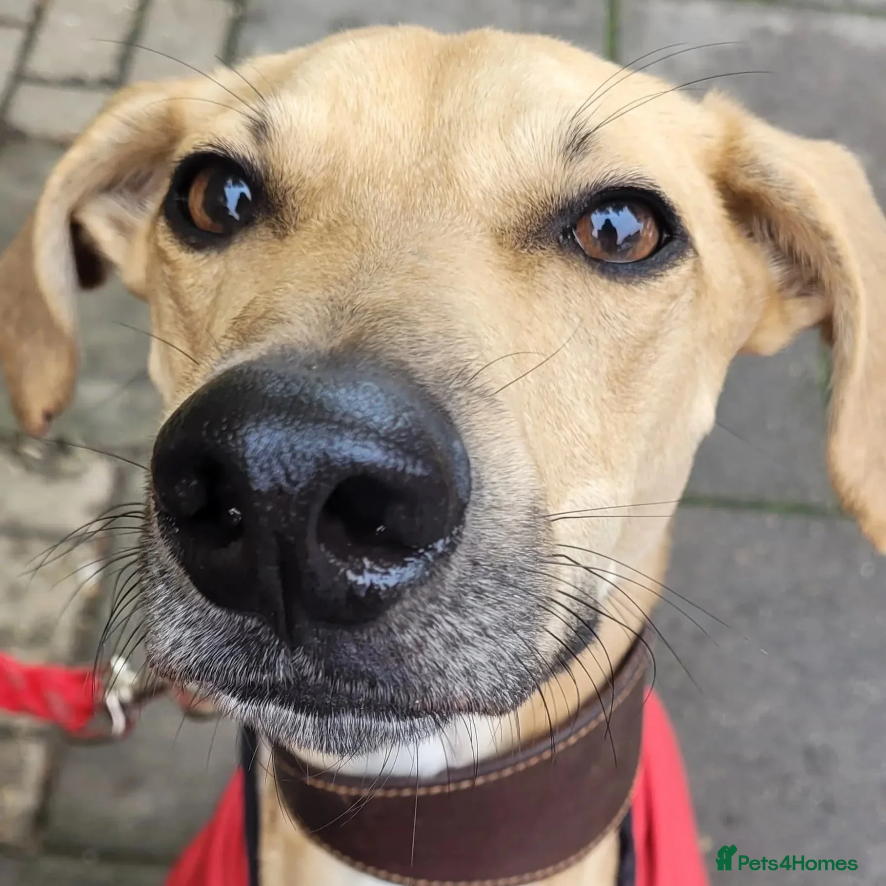 Prince (sighthound mix) photo 8